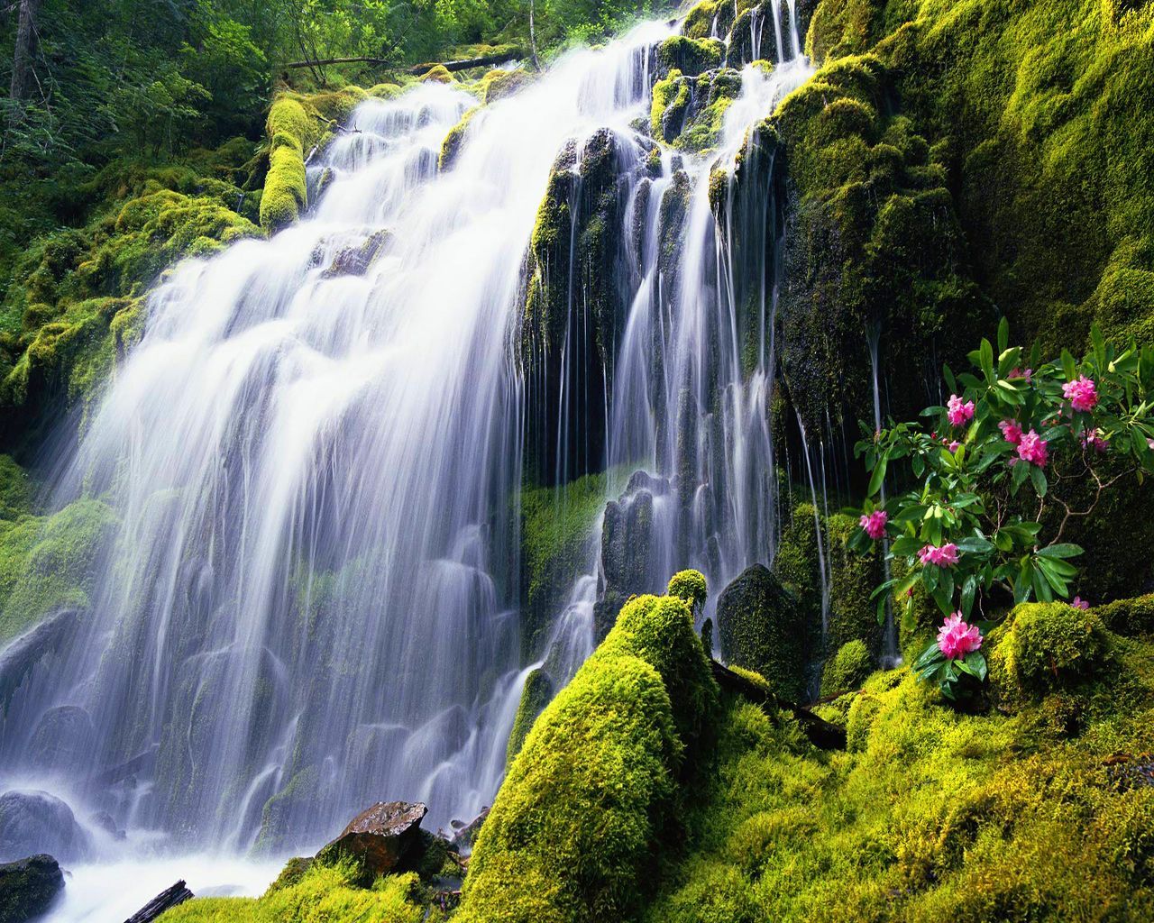 exotic waterfall background