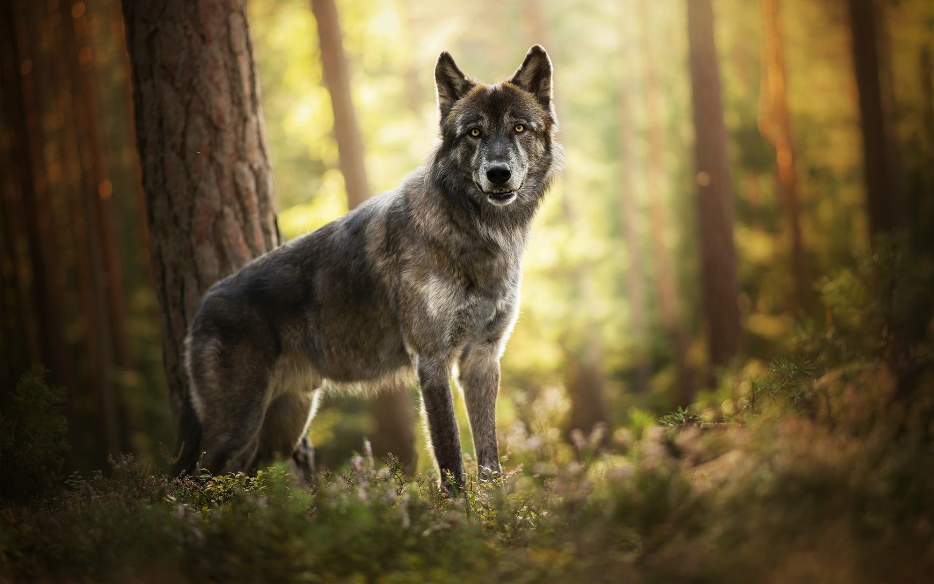 Wolf Nature Wallpapers - 4k, HD Wolf Nature Backgrounds on WallpaperBat