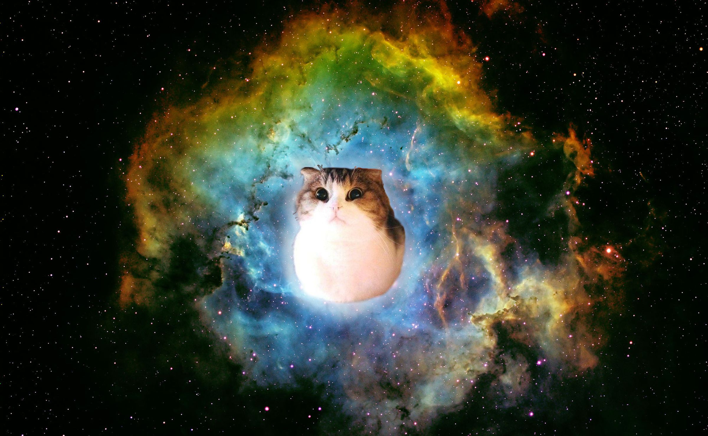 Космический котик