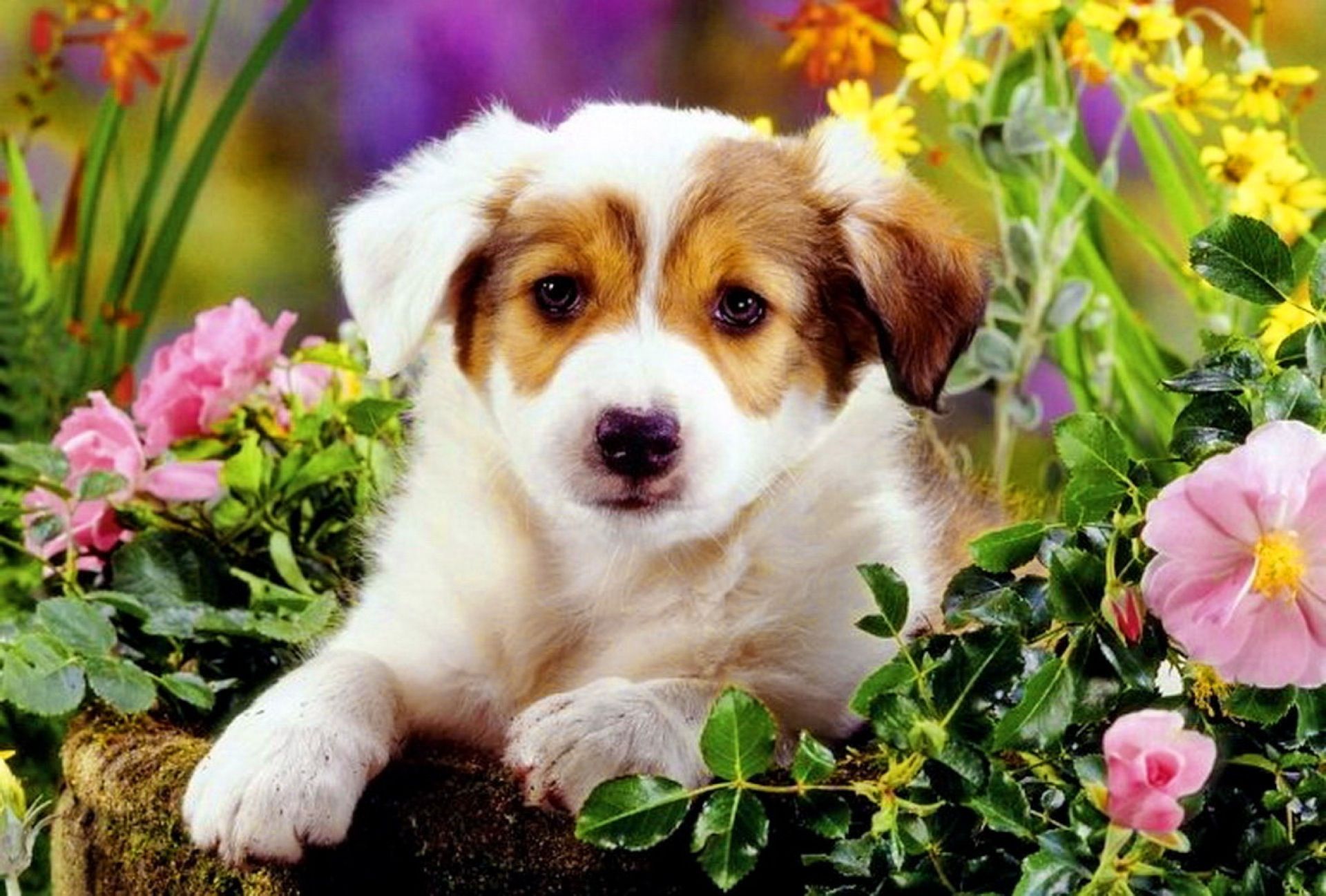 Spring Flowers Puppies Wallpapers - 4k, HD Spring Flowers Puppies ...