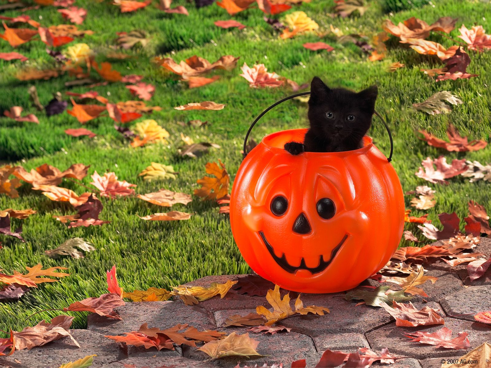 Halloween Kitten Wallpapers - 4k, HD Halloween Kitten Backgrounds on