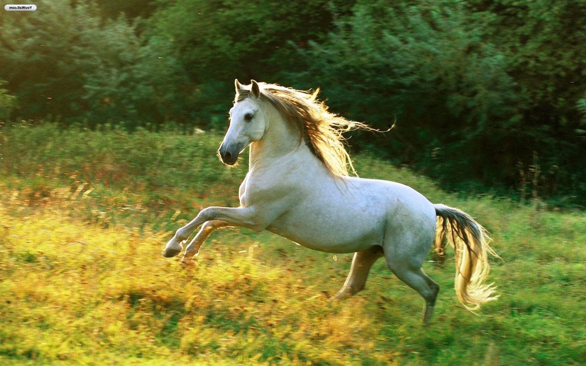 Wild Horses Running Wallpapers - 4k, HD Wild Horses Running Backgrounds ...