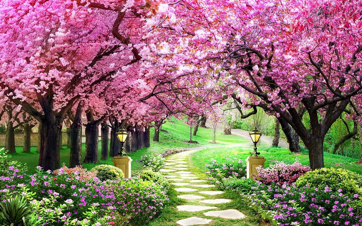 1200x750 Cherry Blossom Trees Wallpaper ... Wallpaper