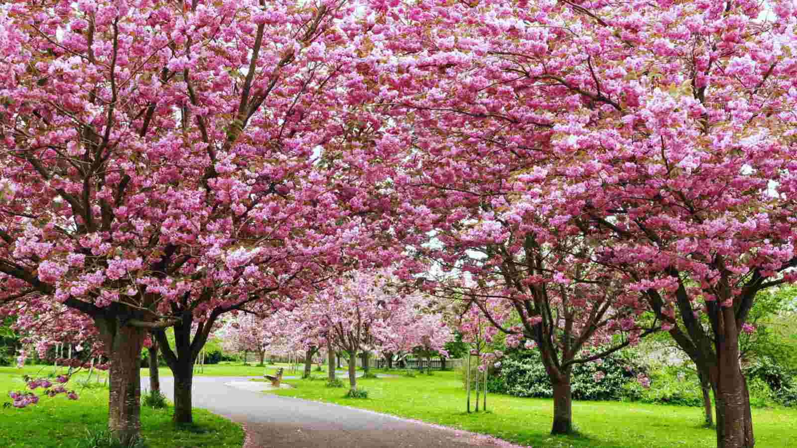 1600x900 39 Best Pink Flowering Trees for Your ... Wallpaper