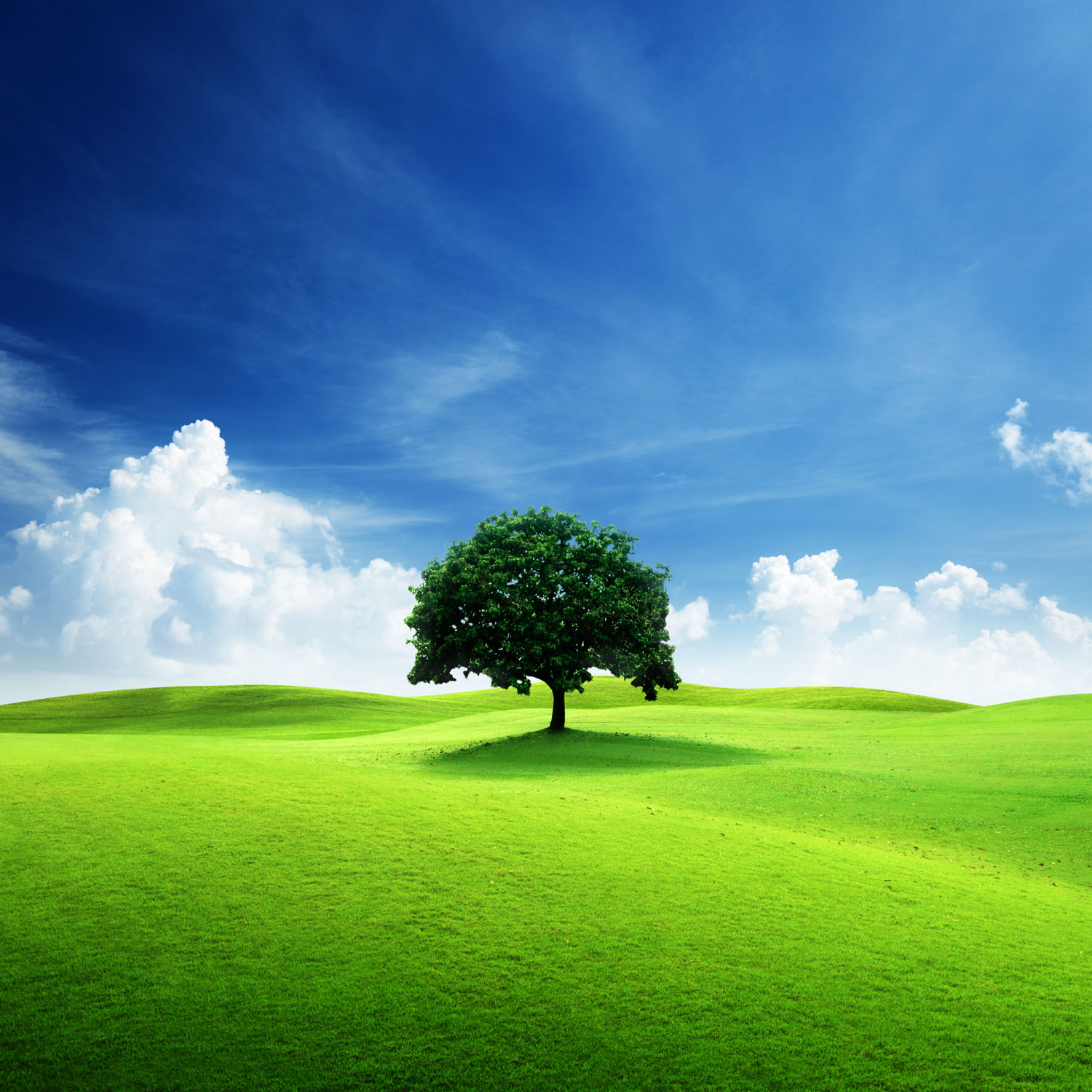 Green Tree Wallpapers - 4k, HD Green Tree Backgrounds on WallpaperBat