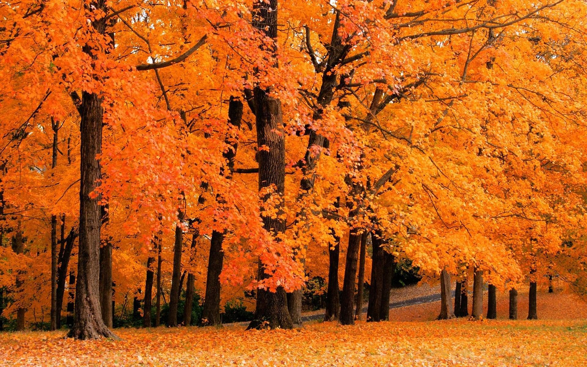 Beautiful Fall Desktop Wallpapers - 4k, HD Beautiful Fall Desktop ...