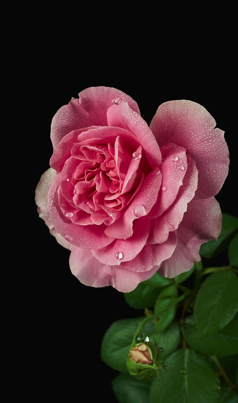 Rose mobile wallpapers 4k hd rose mobile backgrounds on wallpaperbat