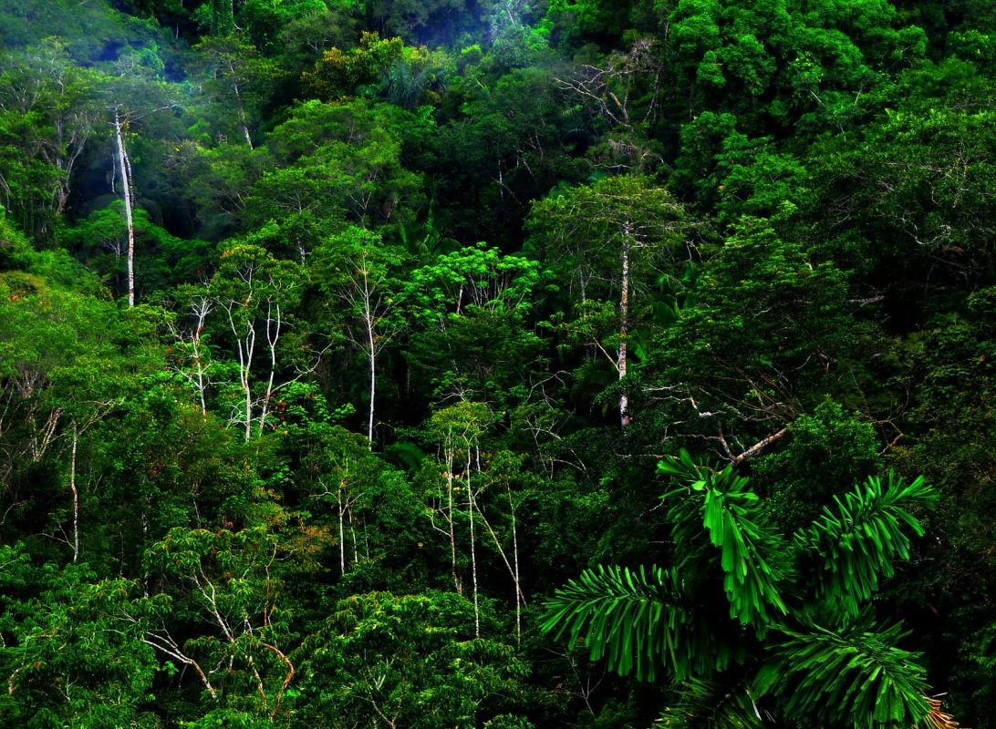 Jungle Tree Wallpapers - 4k, HD Jungle Tree Backgrounds on WallpaperBat