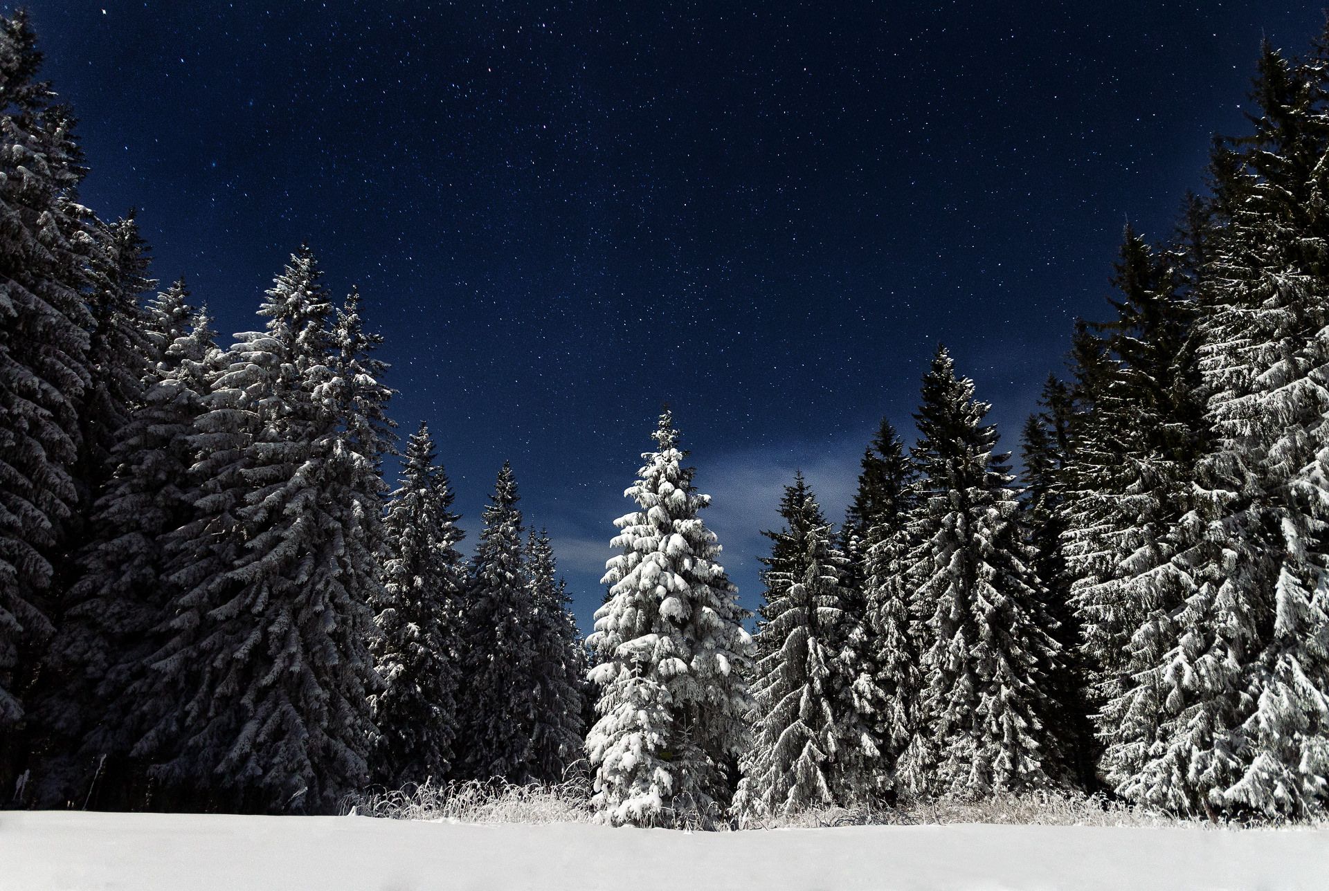 Snowy Forest Night Wallpapers - 4K, Hd Snowy Forest Night Backgrounds