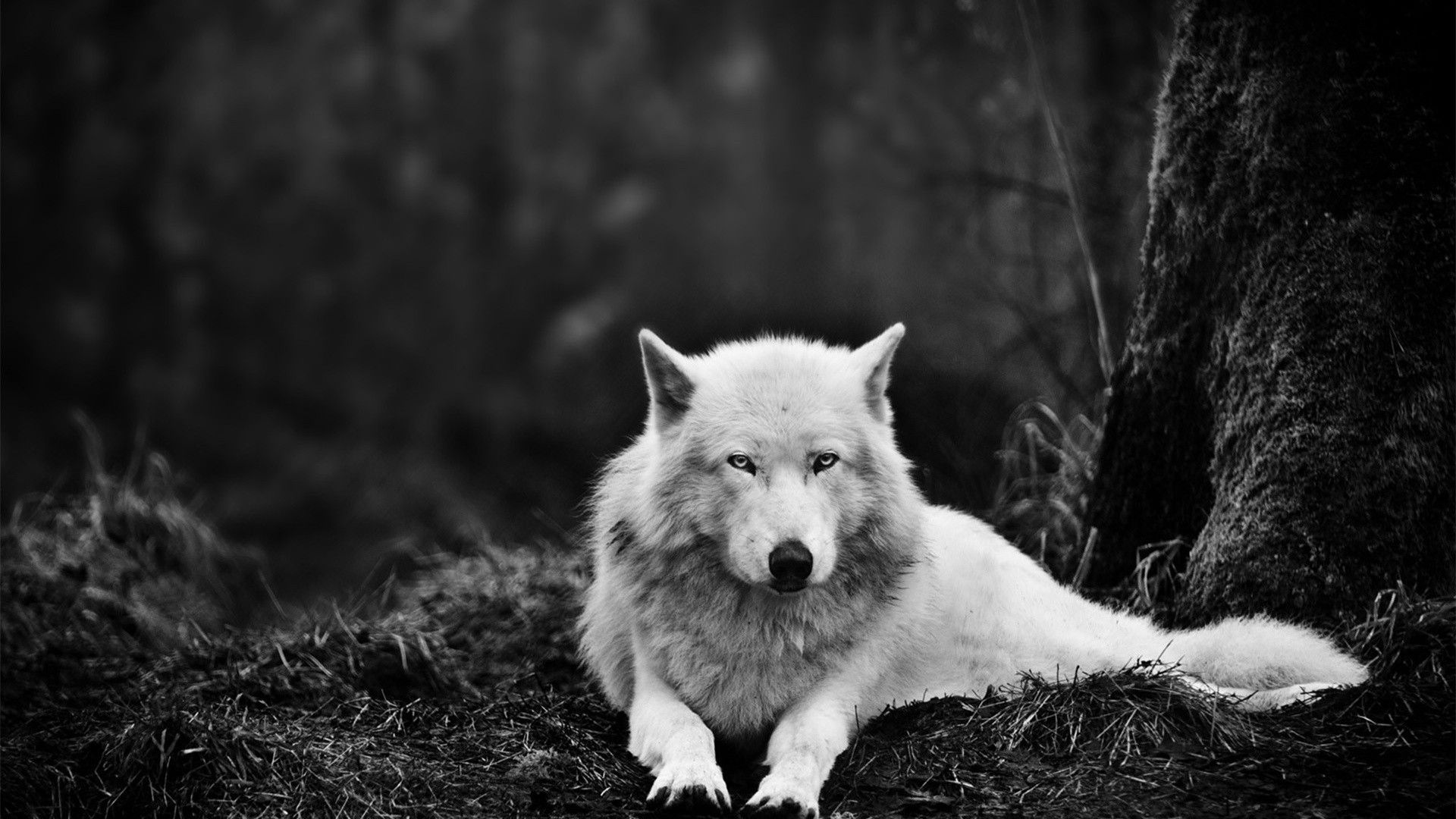 Black And White Wolf Wallpapers 4k Hd Black And White Wolf Backgrounds On Wallpaperbat