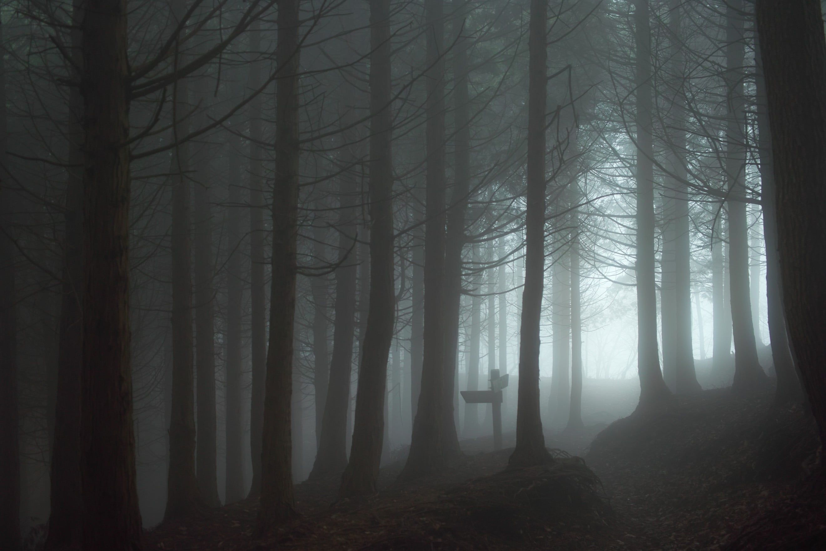Spooky Forest Wallpapers - 4k, HD Spooky Forest Backgrounds on WallpaperBat