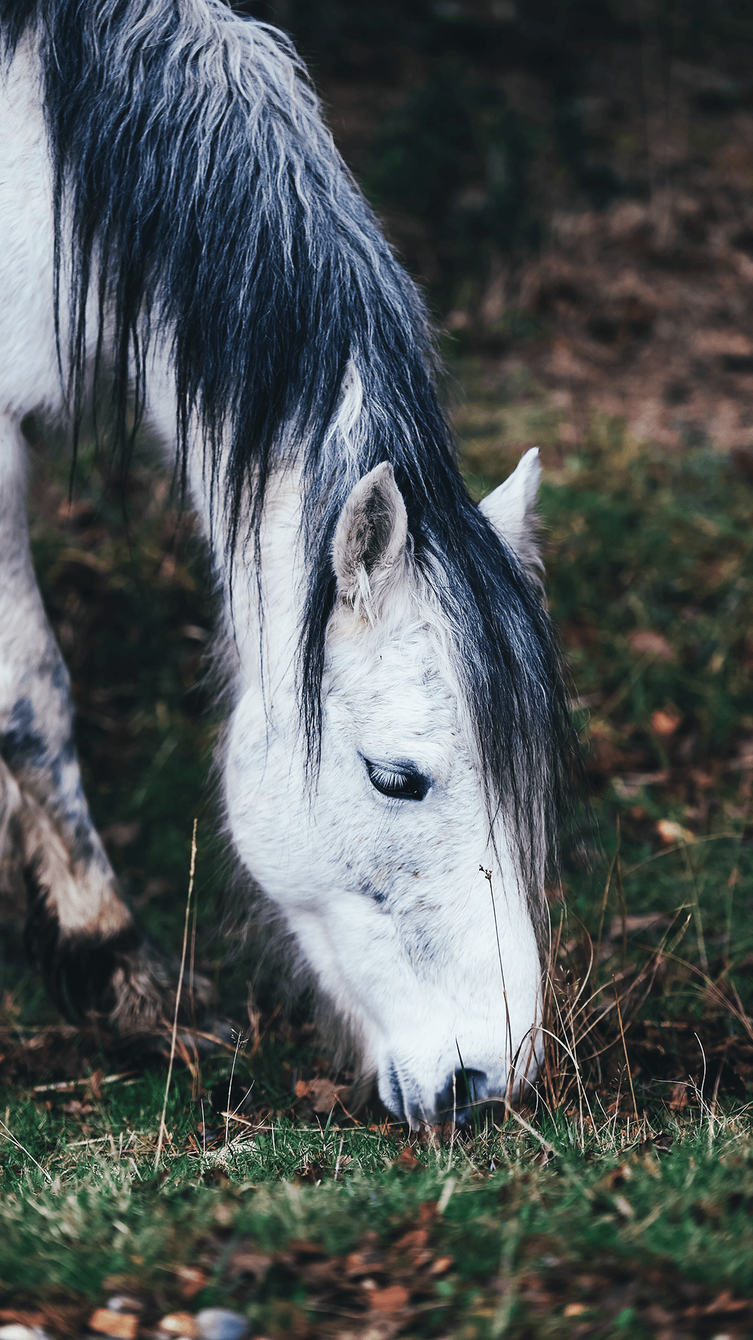 White Horse Wallpapers - 4k, HD White Horse Backgrounds on WallpaperBat