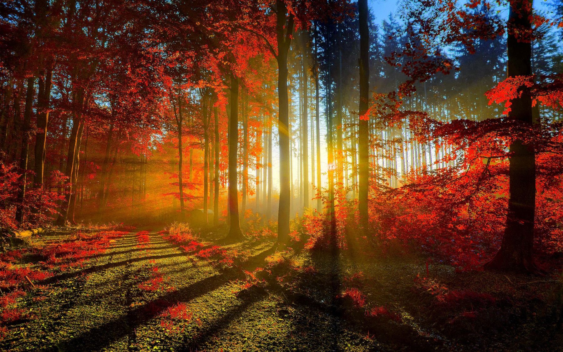 Forest Sunset Wallpapers - 4K, Hd Forest Sunset Backgrounds On Wallpaperbat