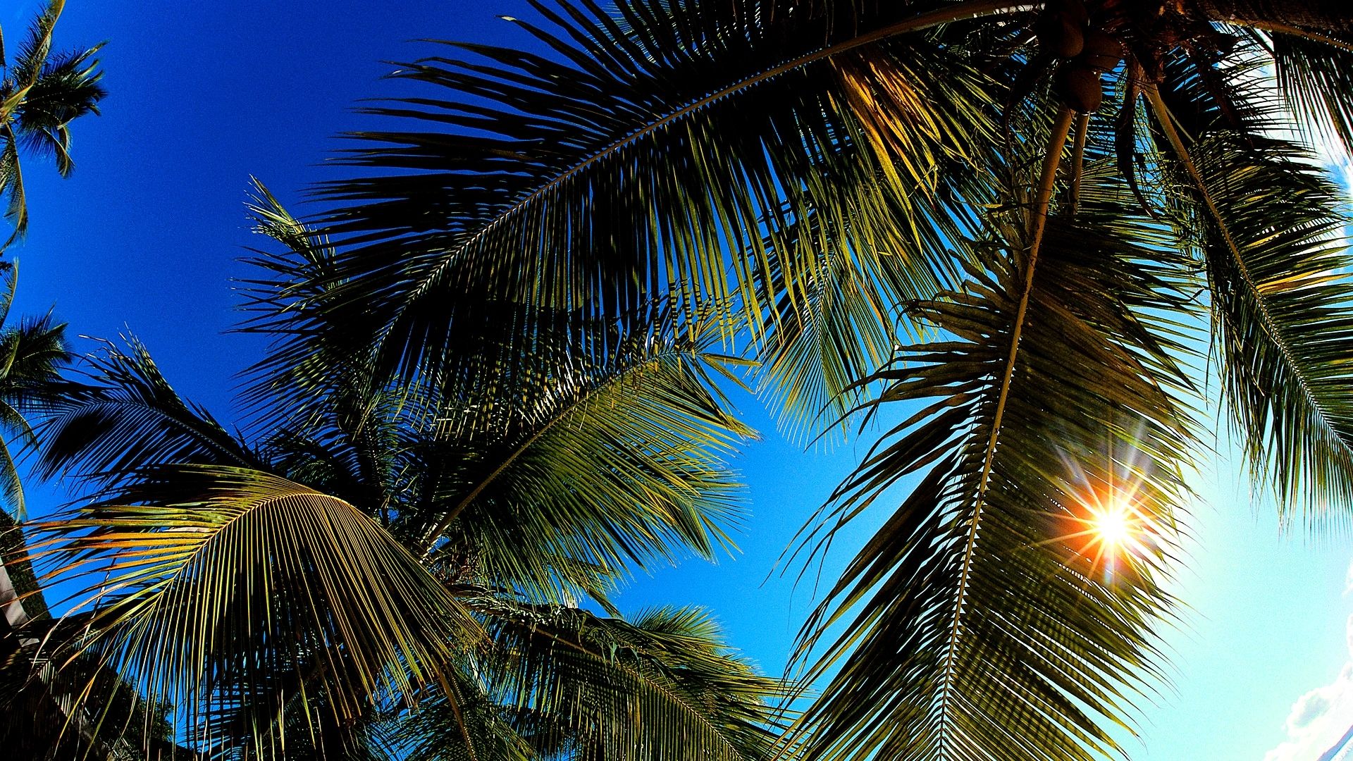 Palm Tree Leaves Wallpapers - 4k, HD Palm Tree Leaves Backgrounds on