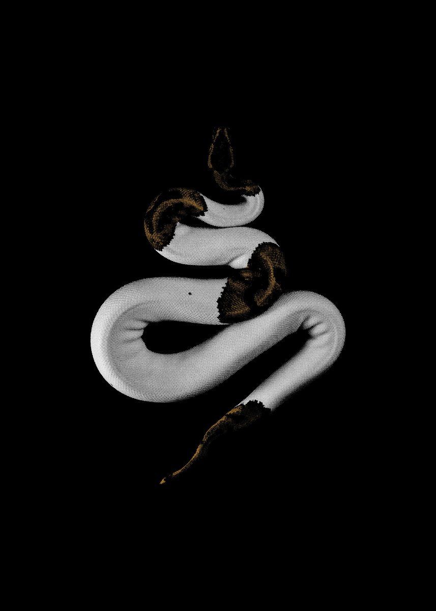 White Snake Wallpapers - 4k, HD White Snake Backgrounds on WallpaperBat