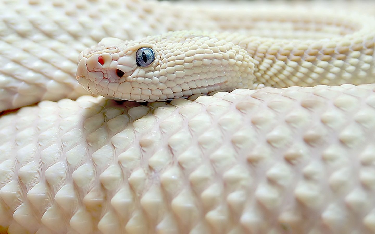 White Snake Wallpapers - 4k, HD White Snake Backgrounds on WallpaperBat