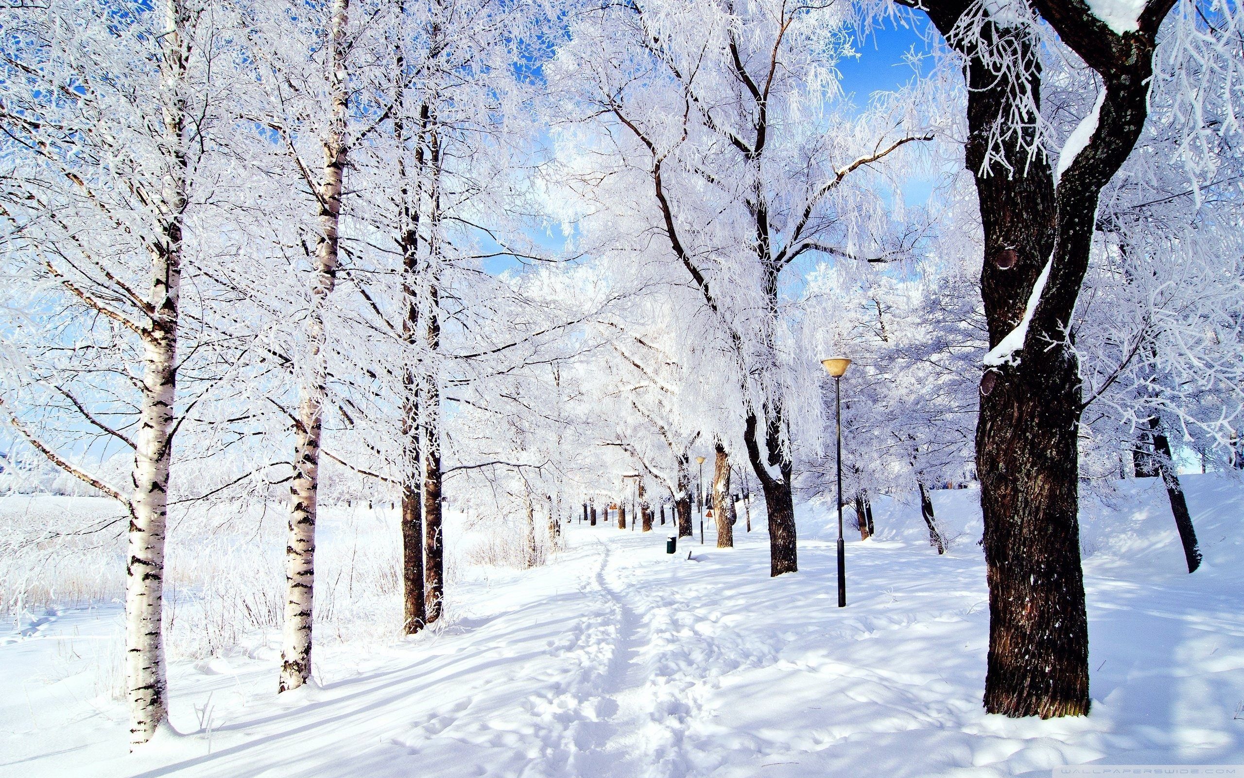 2560x1600 Winter Wonderland Wallpapers - Top Free Winter Wonderland ... Wallpaper