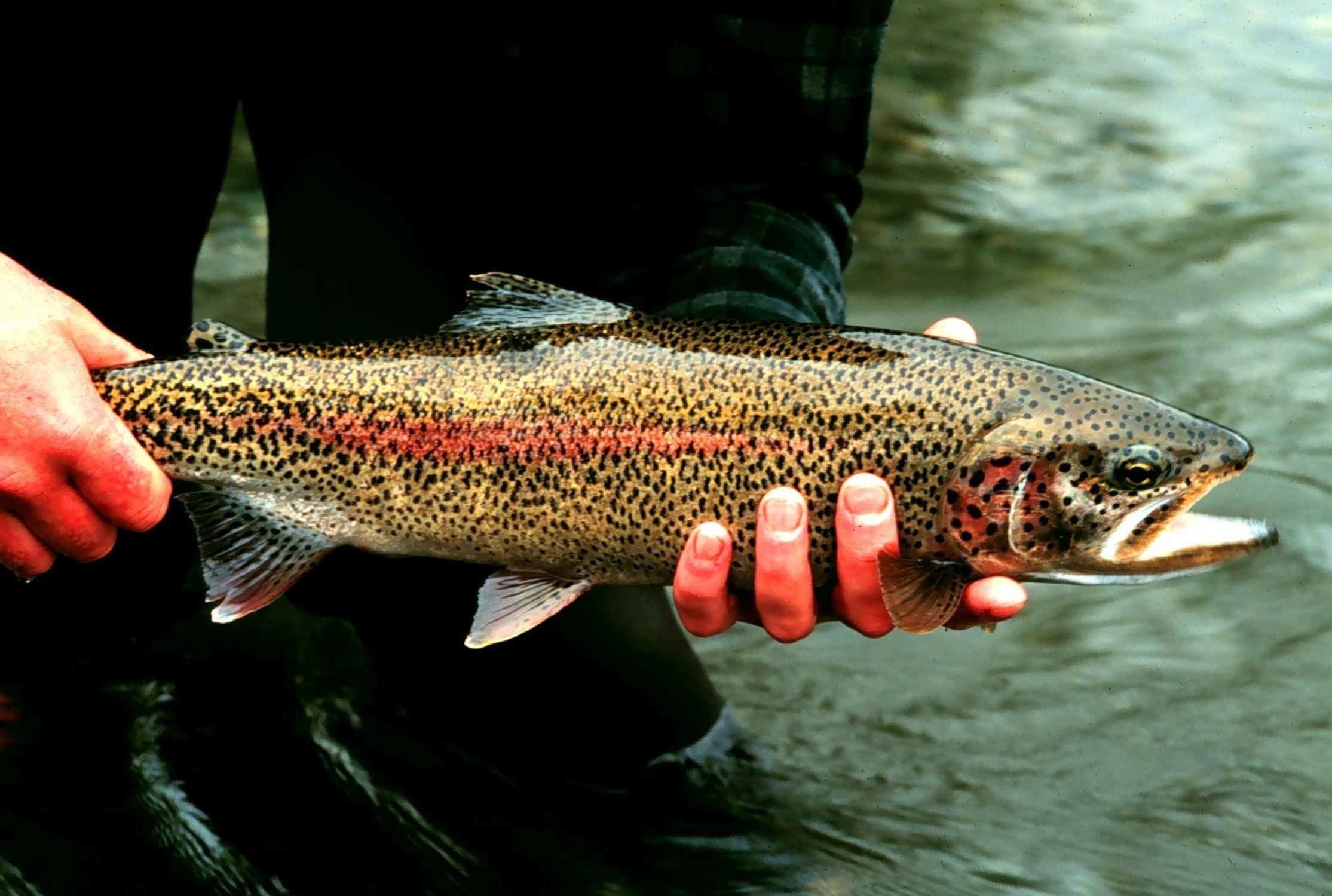 Trout Wallpapers - 4k, HD Trout Backgrounds on WallpaperBat