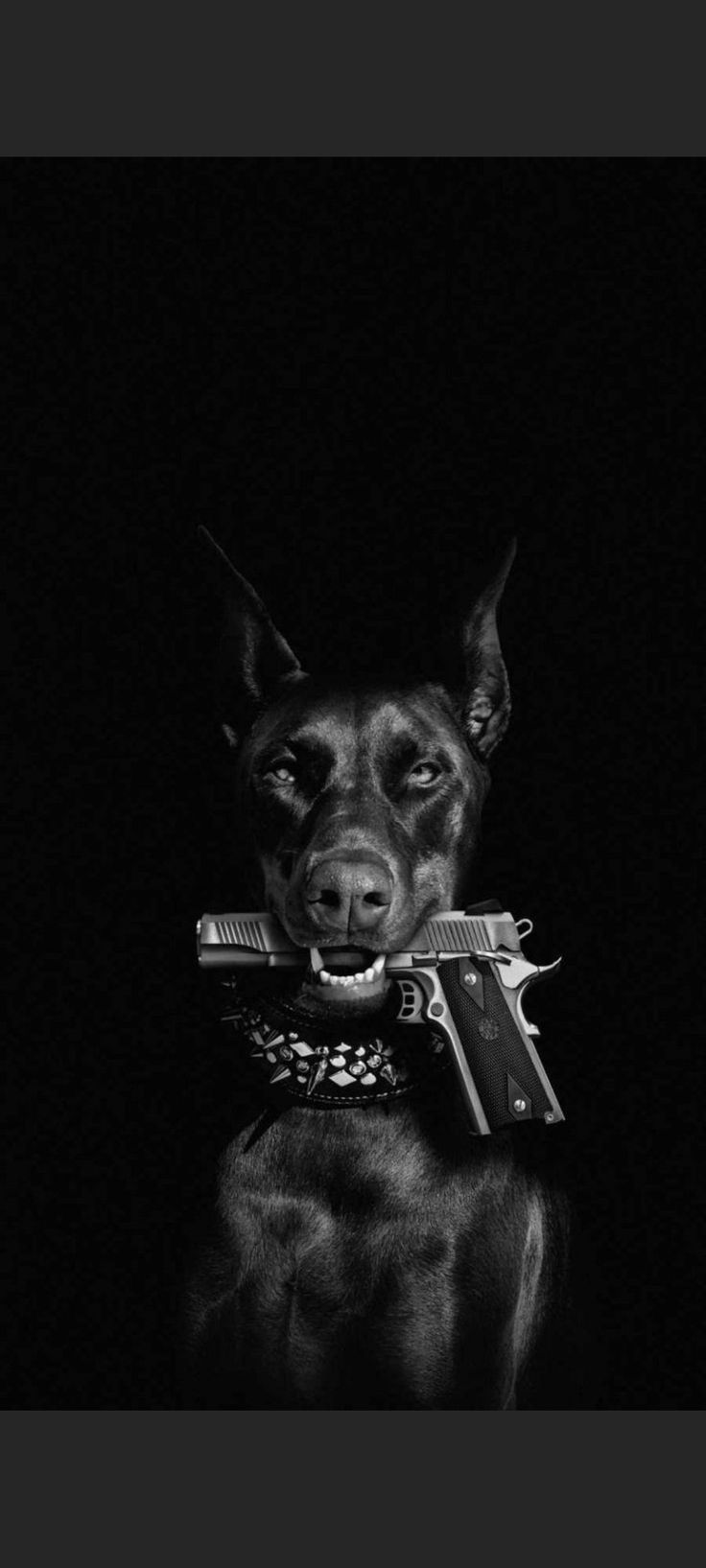 Dark Dog Wallpapers - 4k, HD Dark Dog Backgrounds on WallpaperBat