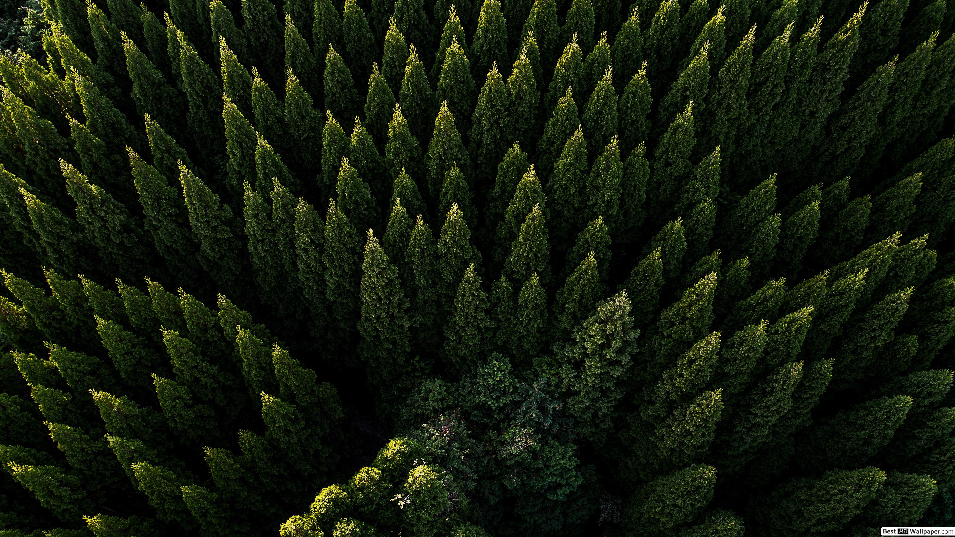 Pine Forest Wallpapers - 4k, HD Pine Forest Backgrounds on WallpaperBat