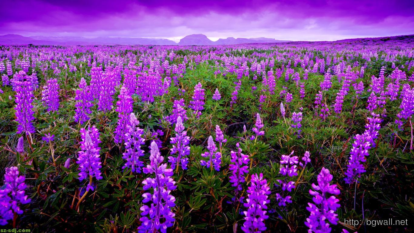 1366x768 awesome-lavender-field-wallpaper-download – Background Wallpaper HD Wallpaper