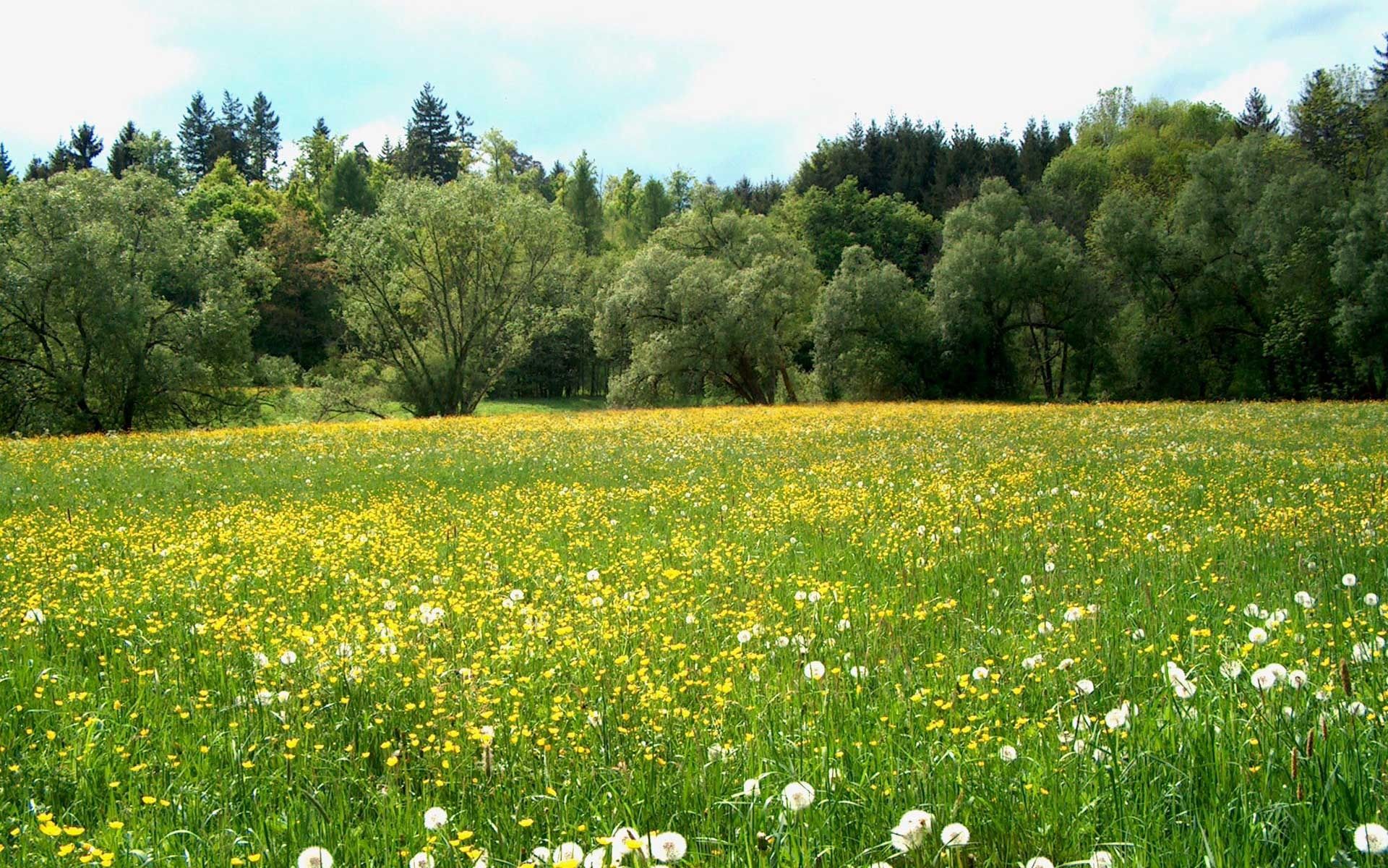 Beautiful Meadow Wallpapers - 4k, HD Beautiful Meadow Backgrounds on ...