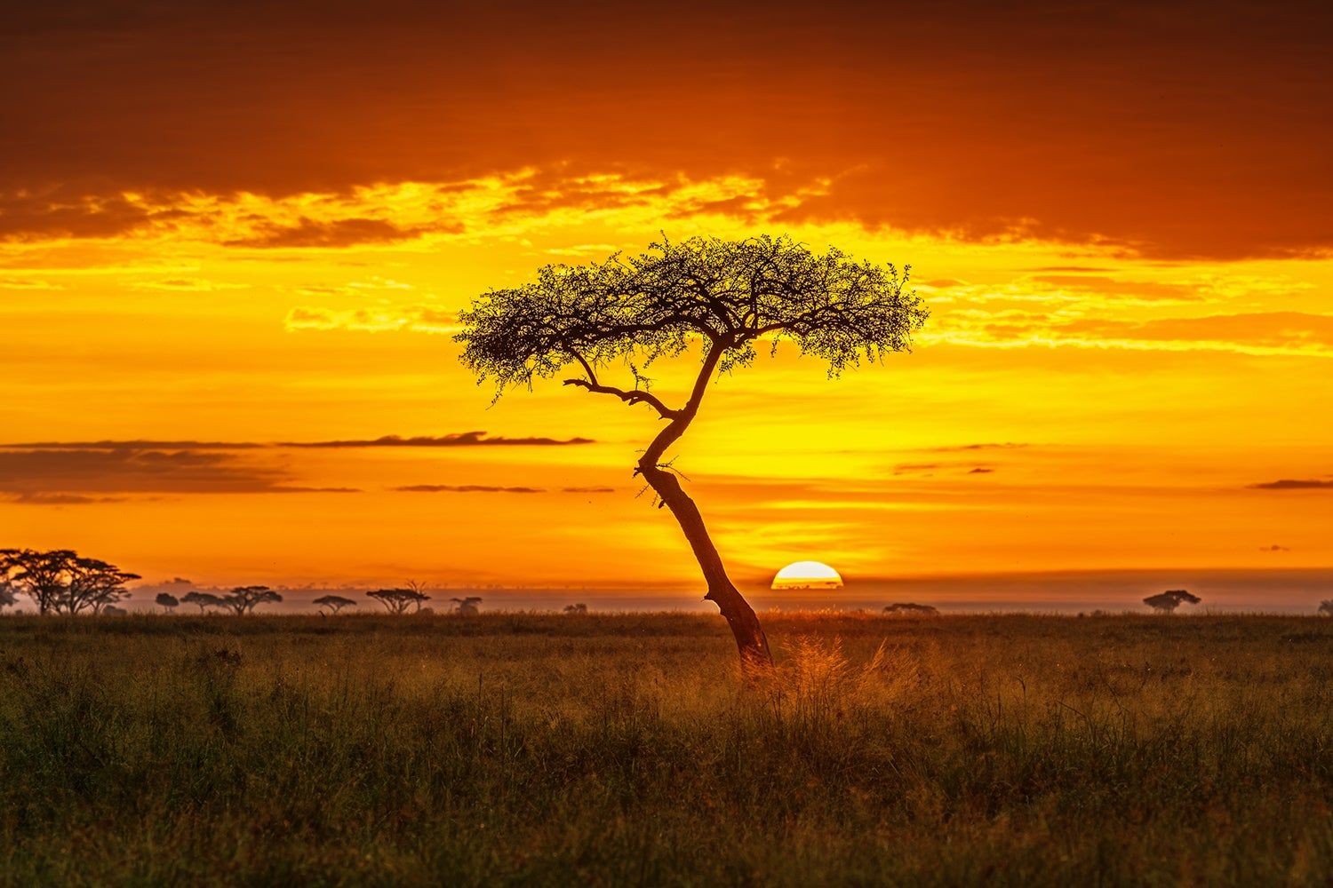 African Savanna Wallpapers - 4k, HD African Savanna Backgrounds on ...