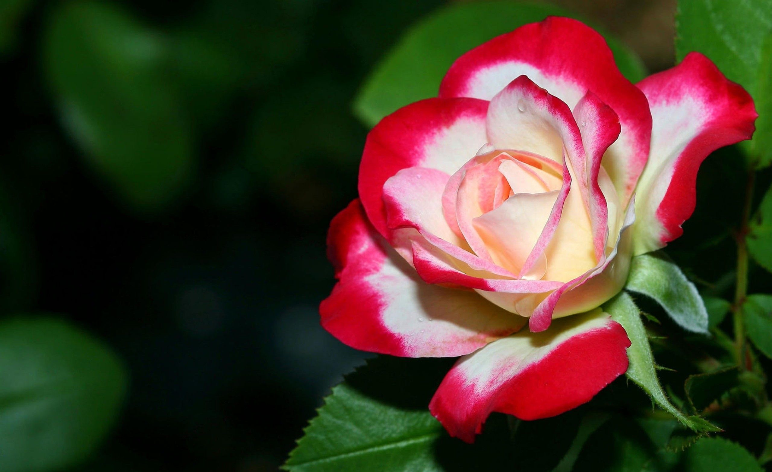 2560x1566 Desktop Red And White Rose Flower Image Wallpaper - Most on WallpaperBat