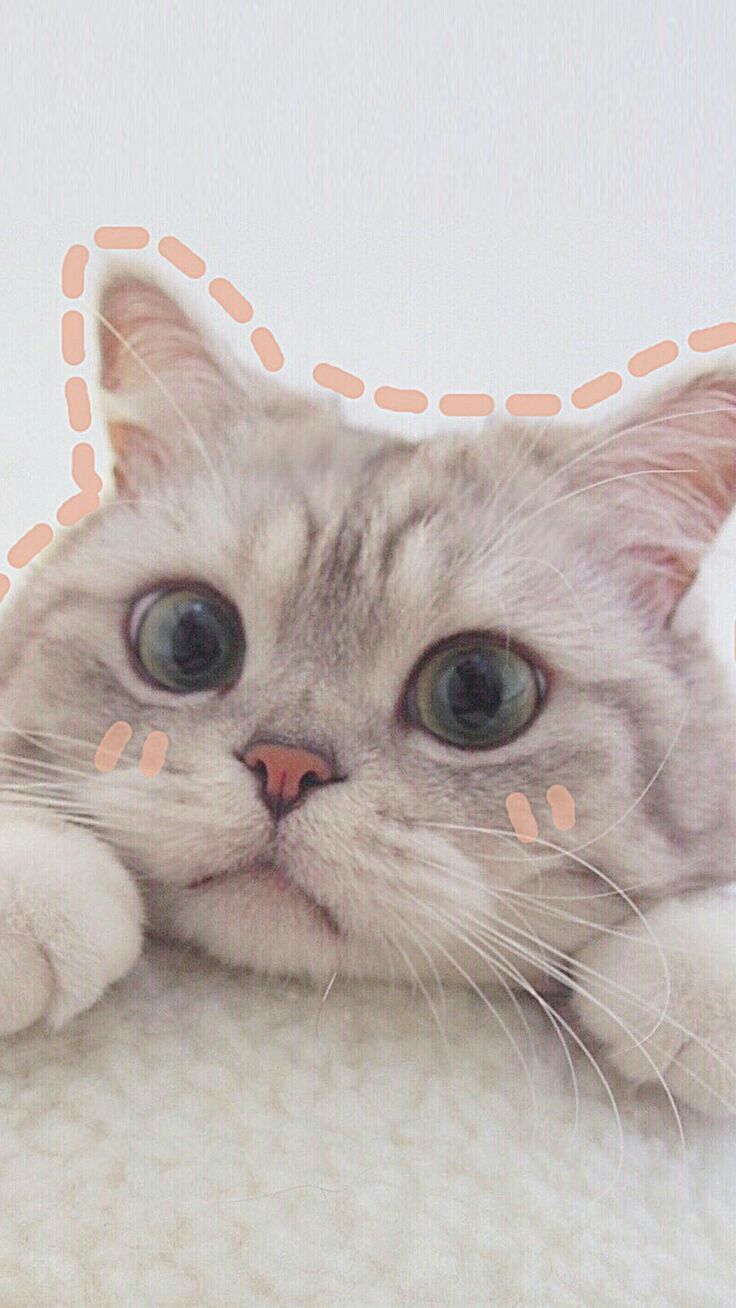 adorable aesthetic cat wallpaper and pfp idea cute 4k hd