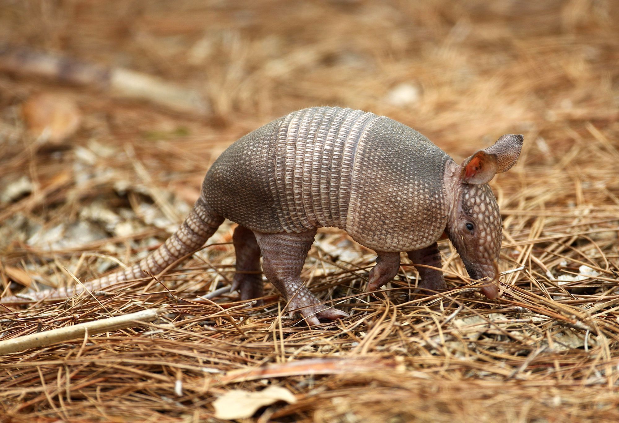 Armadillo HD Wallpapers - 4k, HD Armadillo Backgrounds on WallpaperBat