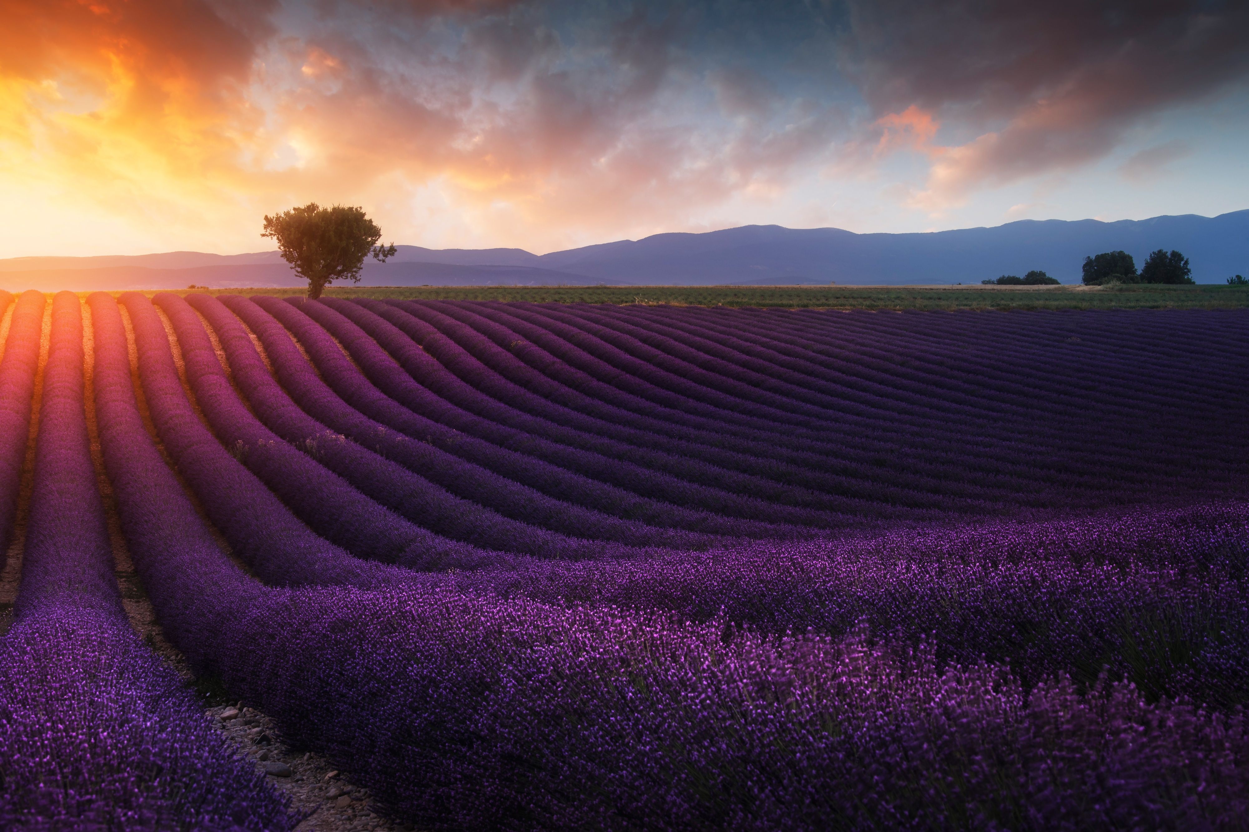 4000x2667 Wallpaper Lavender farm, Sunrise, Morning, Lavender fields ... Wallpaper