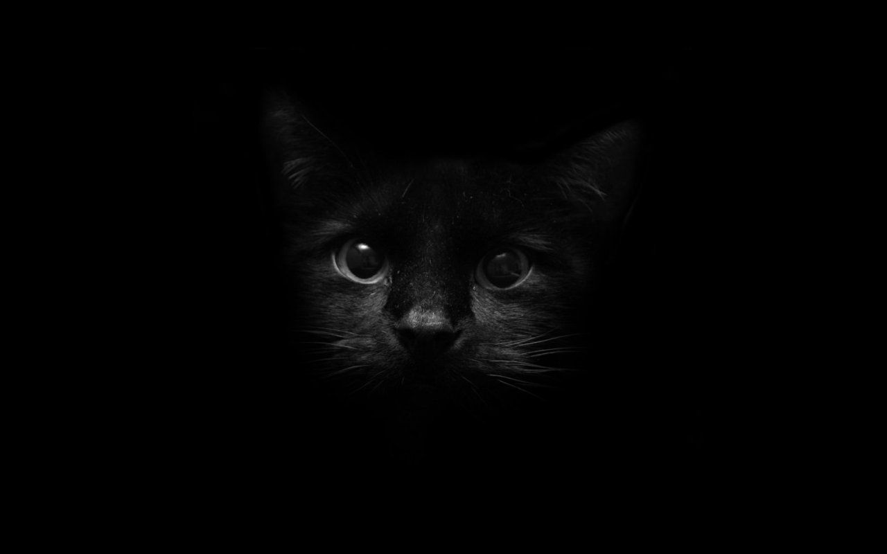 Black Cats and Kittens Wallpapers - 4k, HD Black Cats and Kittens 