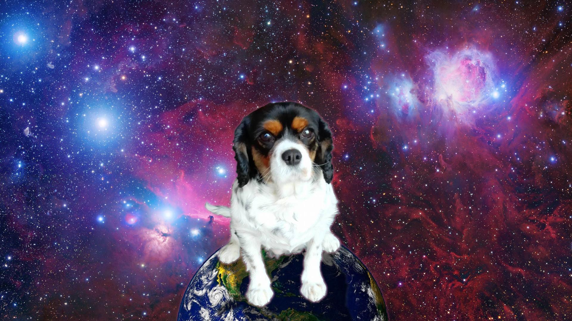 Space Dog Wallpapers - 4k, HD Space Dog Backgrounds on WallpaperBat