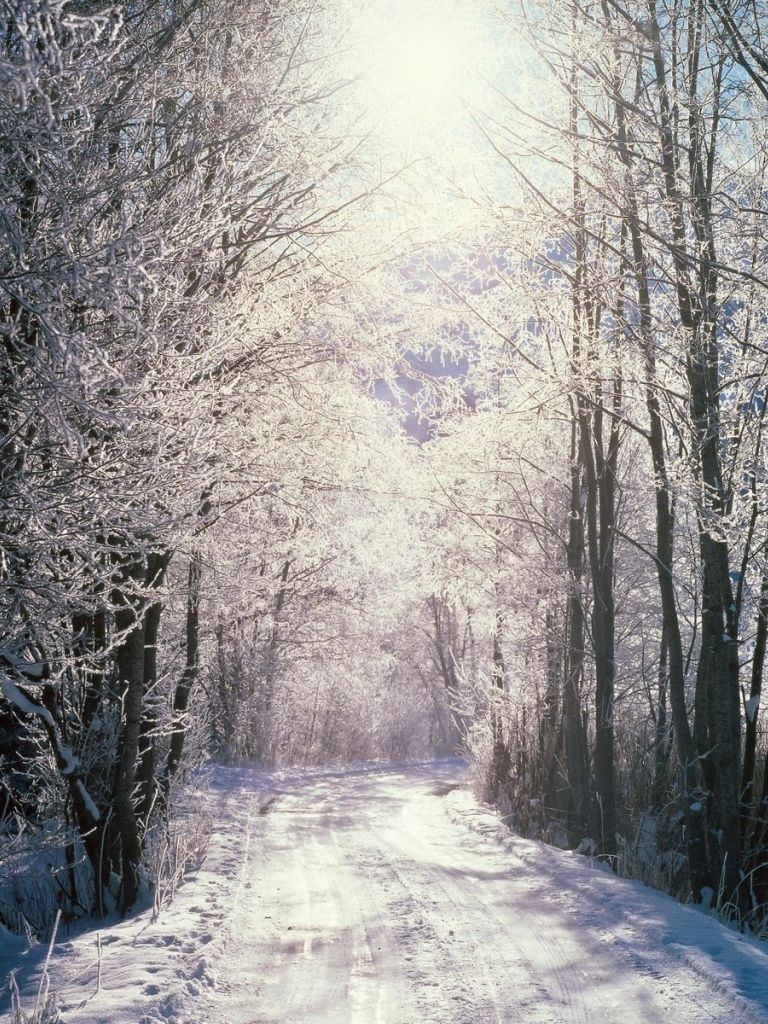 Snowy Woods Wallpapers - 4k, HD Snowy Woods Backgrounds on WallpaperBat