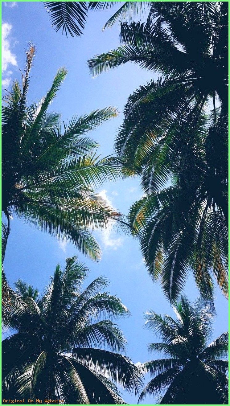 14984 Palm Trees Iphone Xs Max Hd   Background 