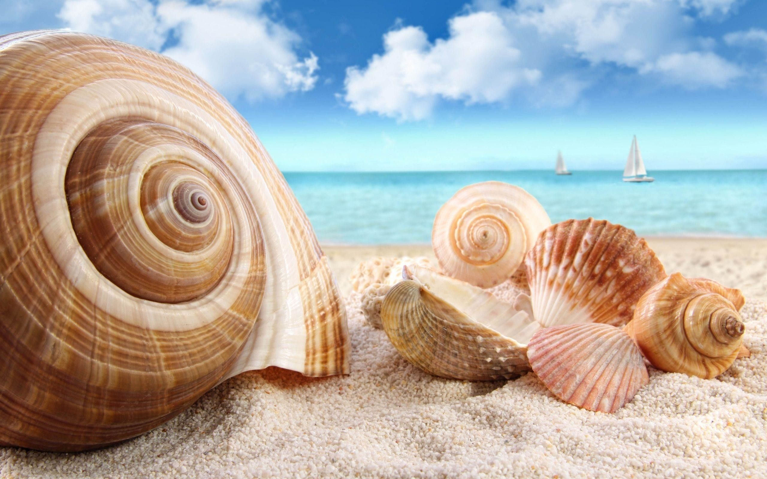 Seashell Wallpapers - 4k, HD Seashell Backgrounds on WallpaperBat