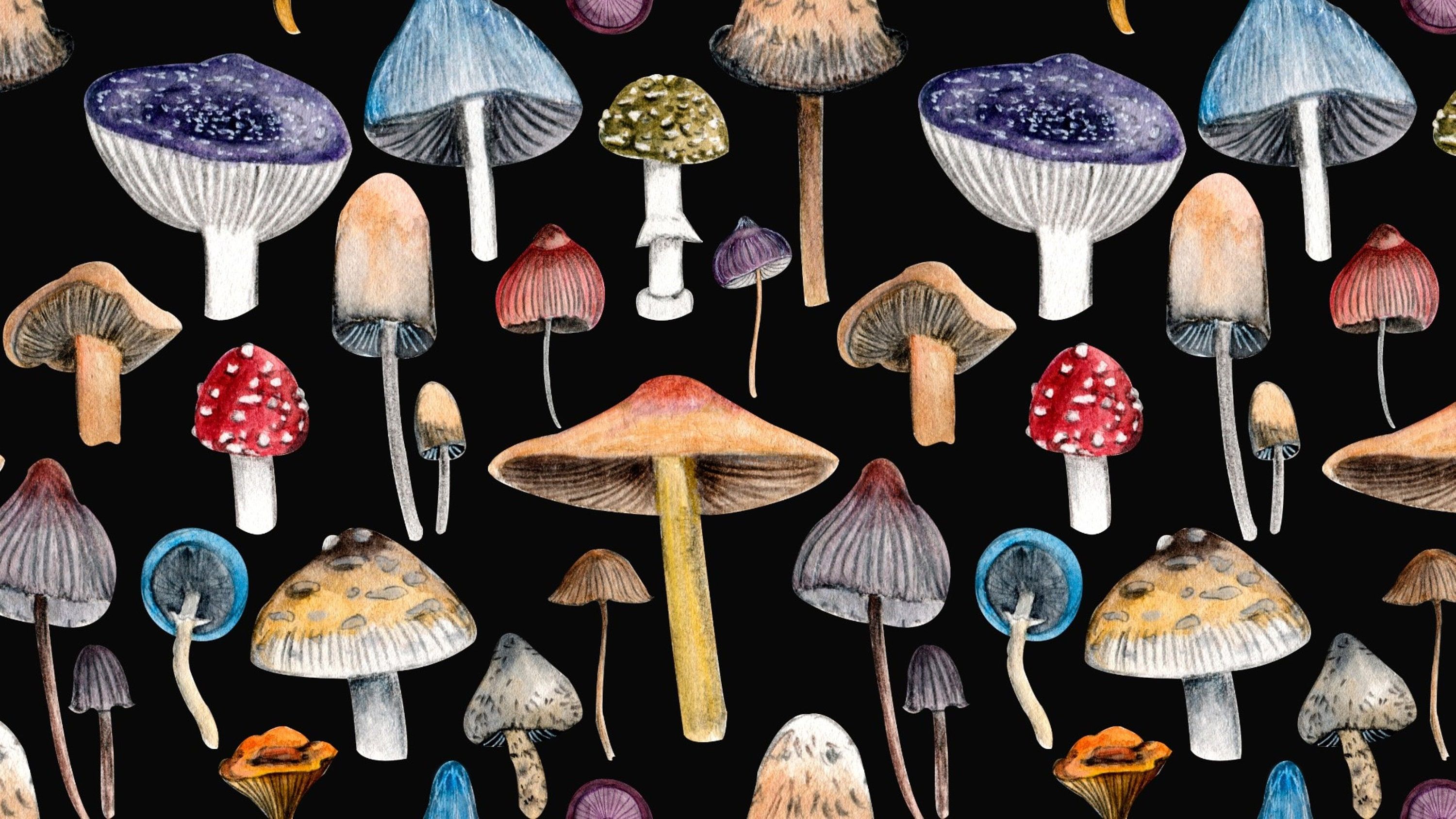 Mushrooms Wallpapers - 4k, HD Mushrooms Backgrounds on WallpaperBat