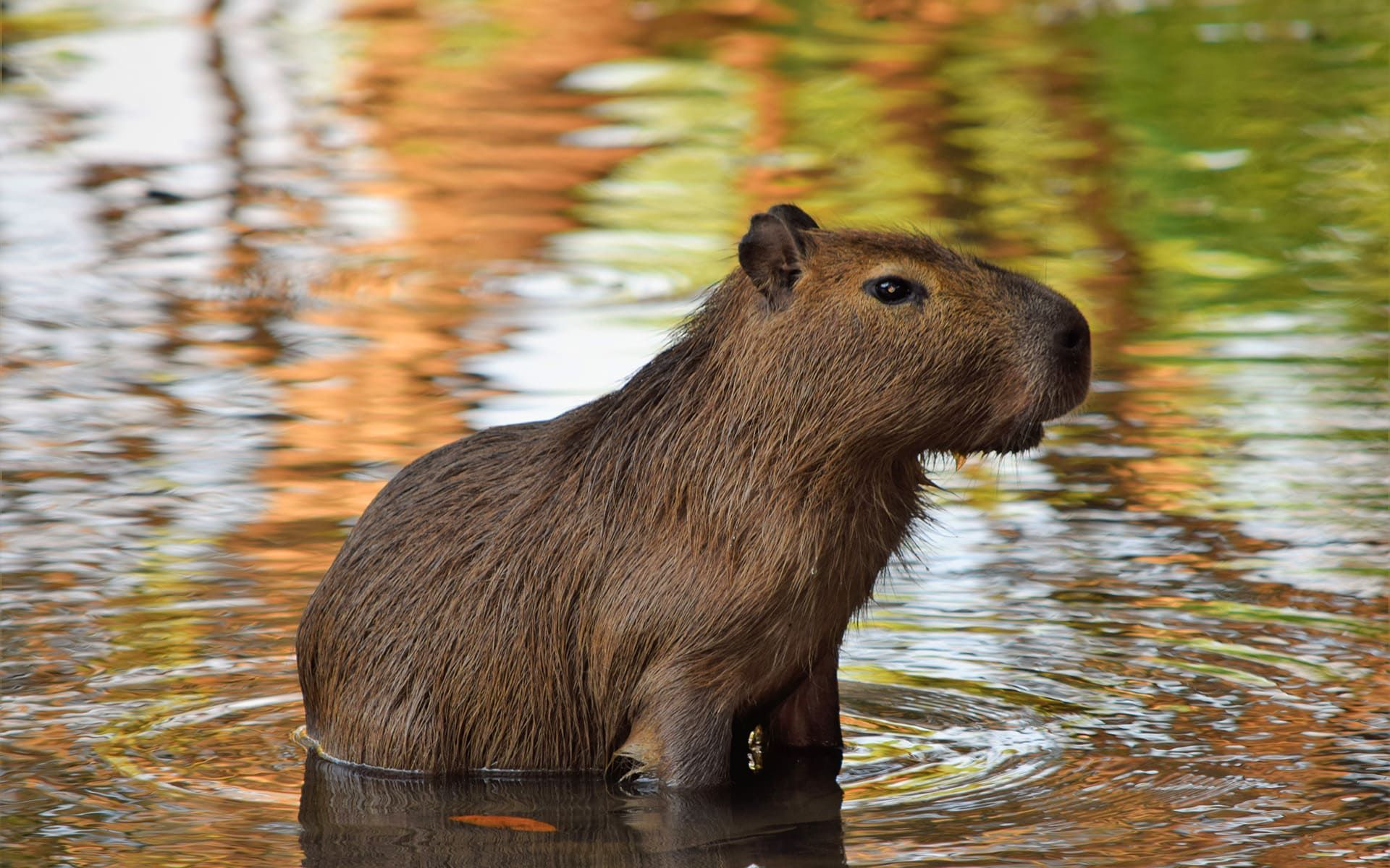 Capybara Wallpapers - 4k, HD Capybara Backgrounds on WallpaperBat