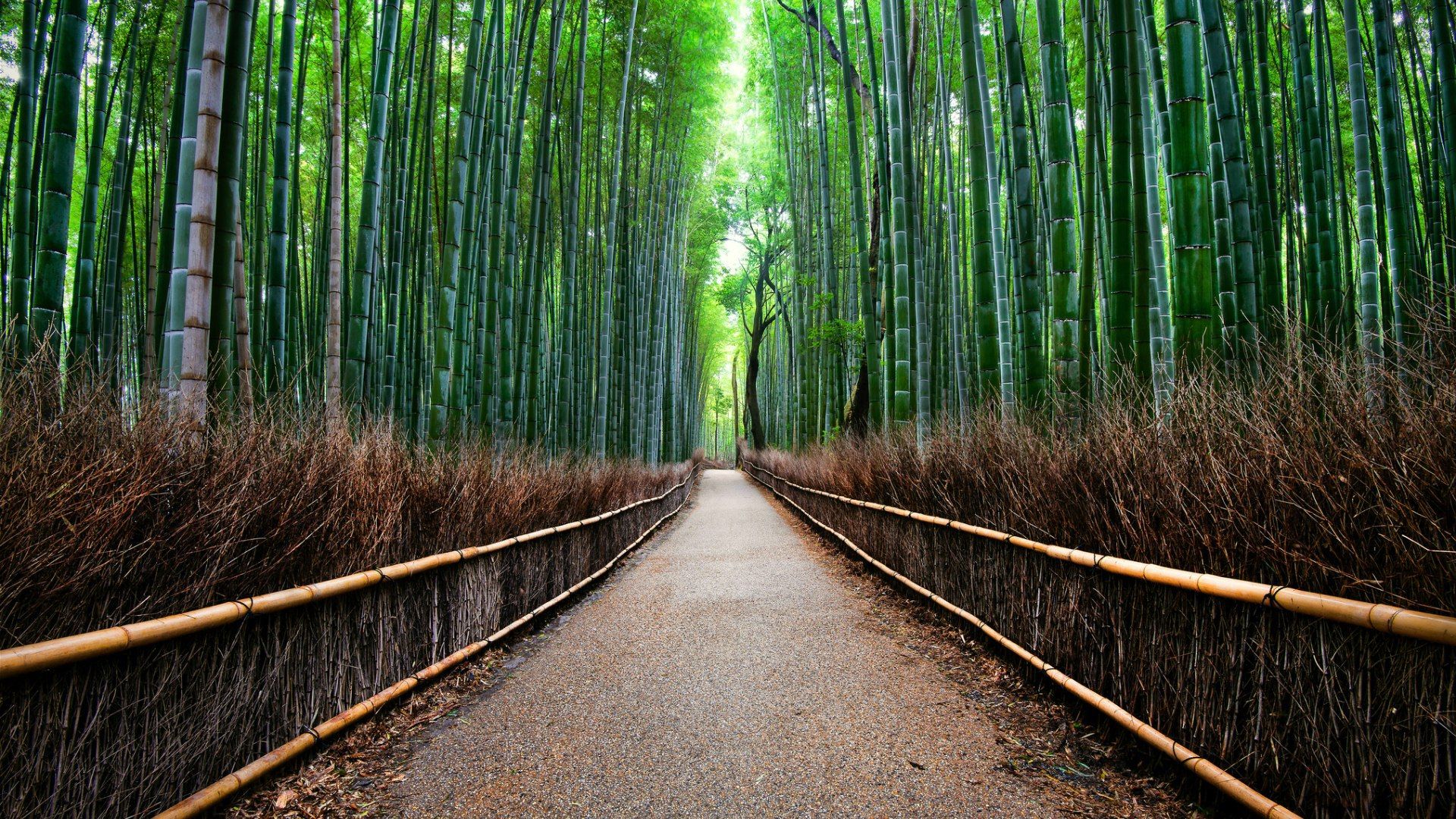 1920x1080 Sagano Bamboo Forest in Kyoto, Japan wallpaper and image on Wallp...
