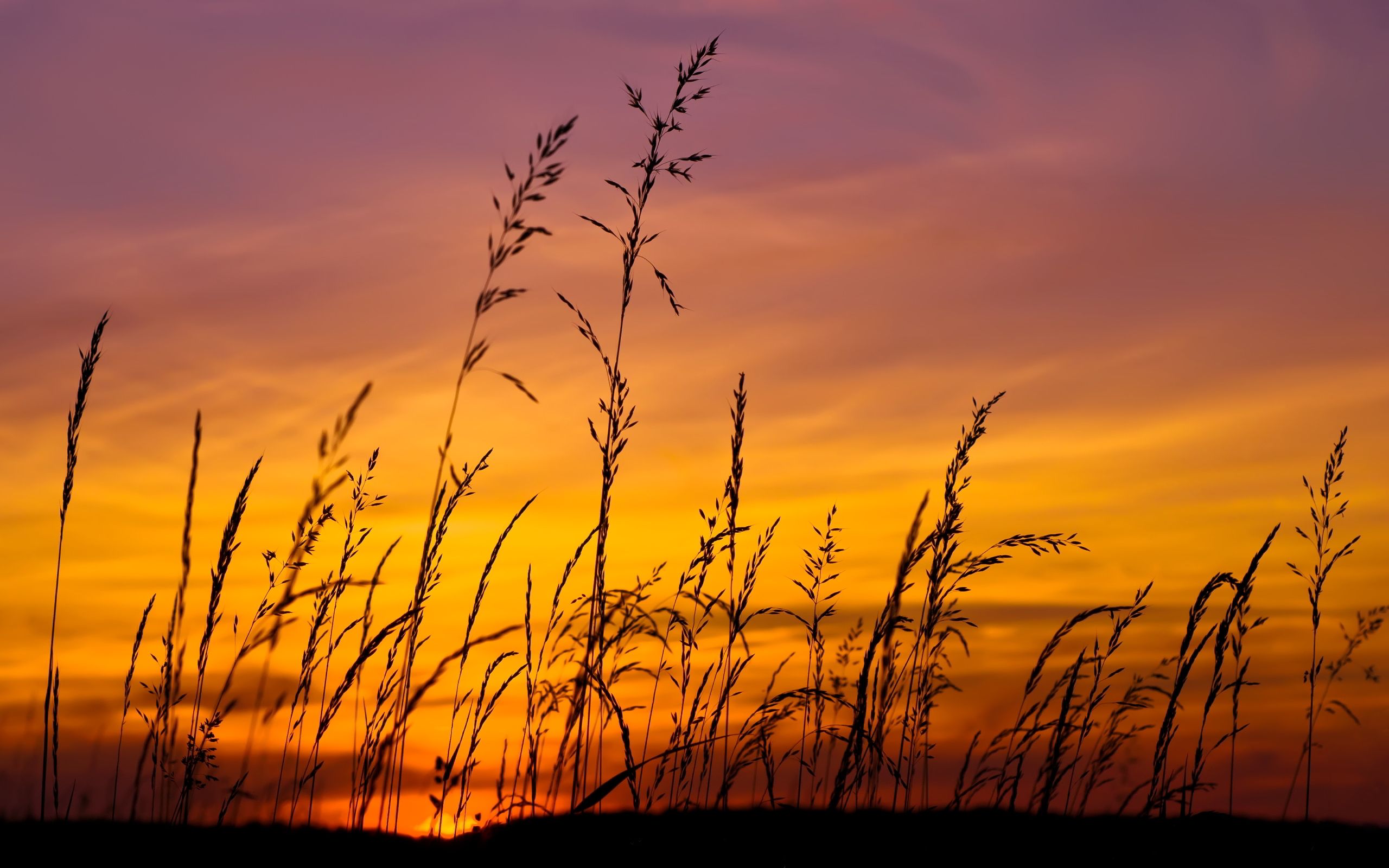 Beach Grass Sunset Wallpapers - 4k, HD Beach Grass Sunset Backgrounds