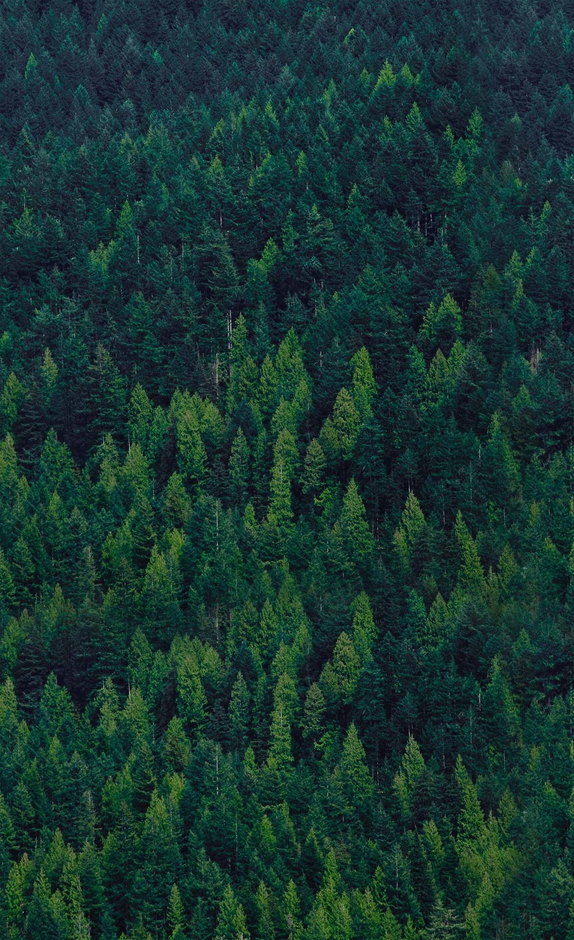 Mountain Forest Huawei 4K Wallpaper iPhone HD Phone #2480f