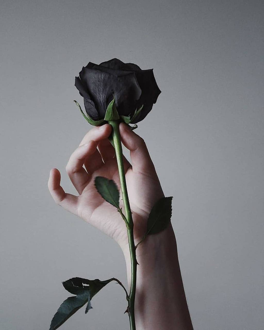 Black Rose Wallpapers - 4k, HD Black Rose Backgrounds on WallpaperBat