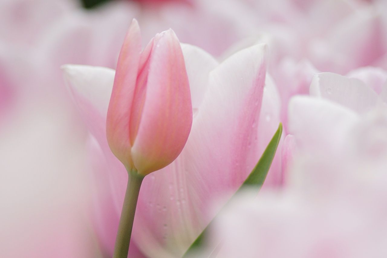 Pastel Tulips Wallpapers - 4k, HD Pastel Tulips Backgrounds on WallpaperBat