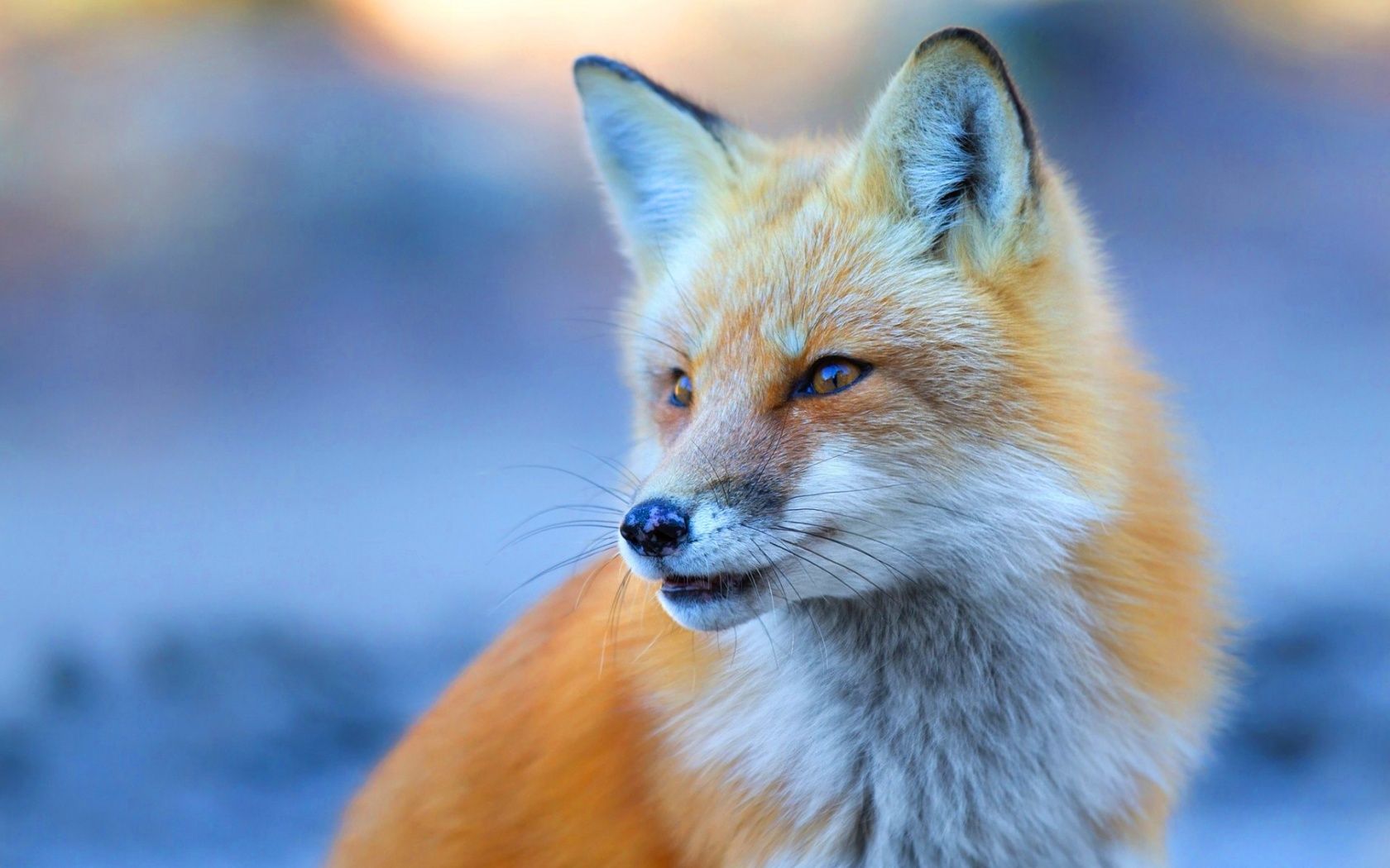 Cute Fox Wallpapers 4k HD Cute Fox Backgrounds on WallpaperBat
