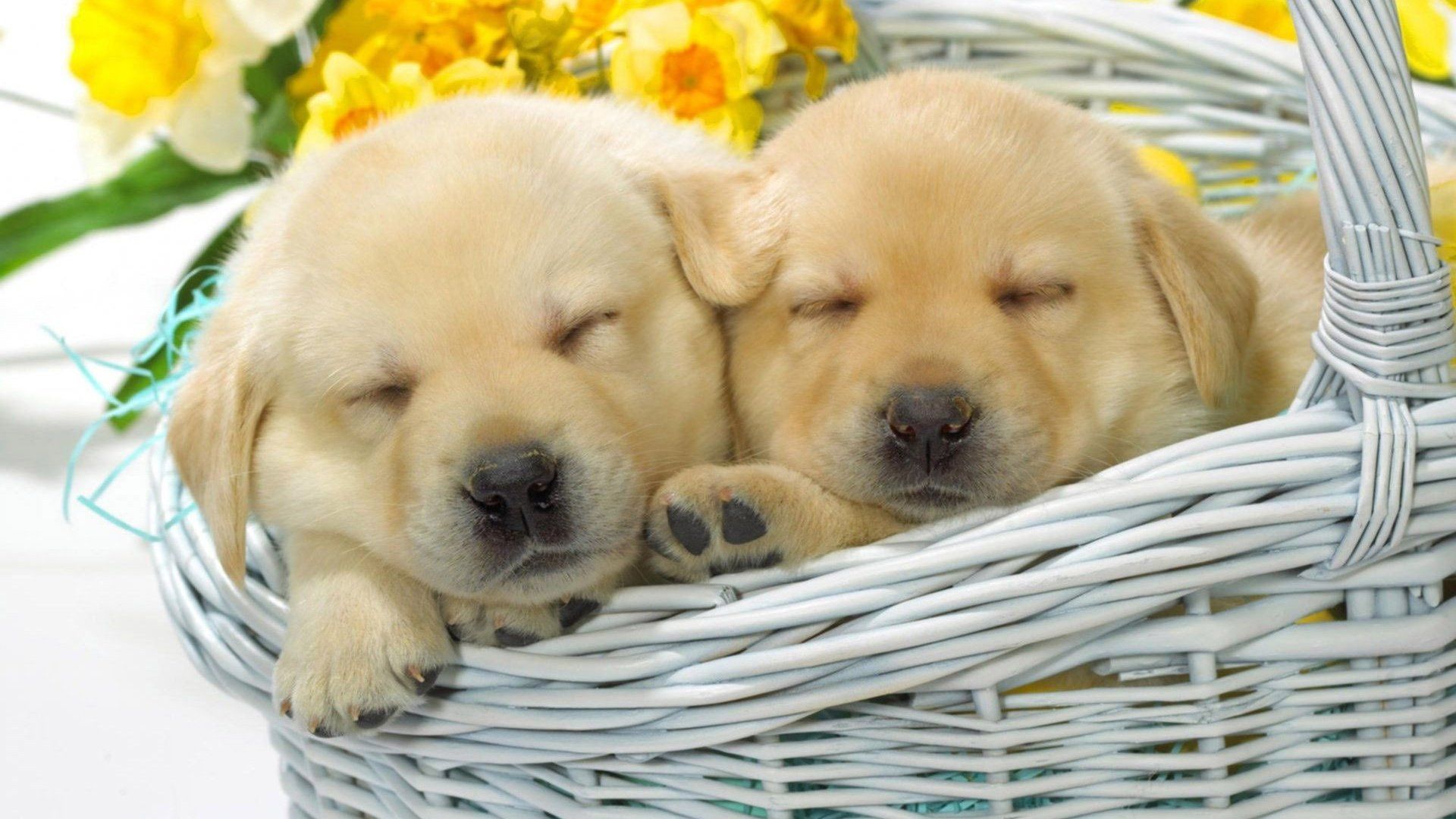 Basket of Puppies Wallpapers - 4k, HD Basket of Puppies Backgrounds on ...