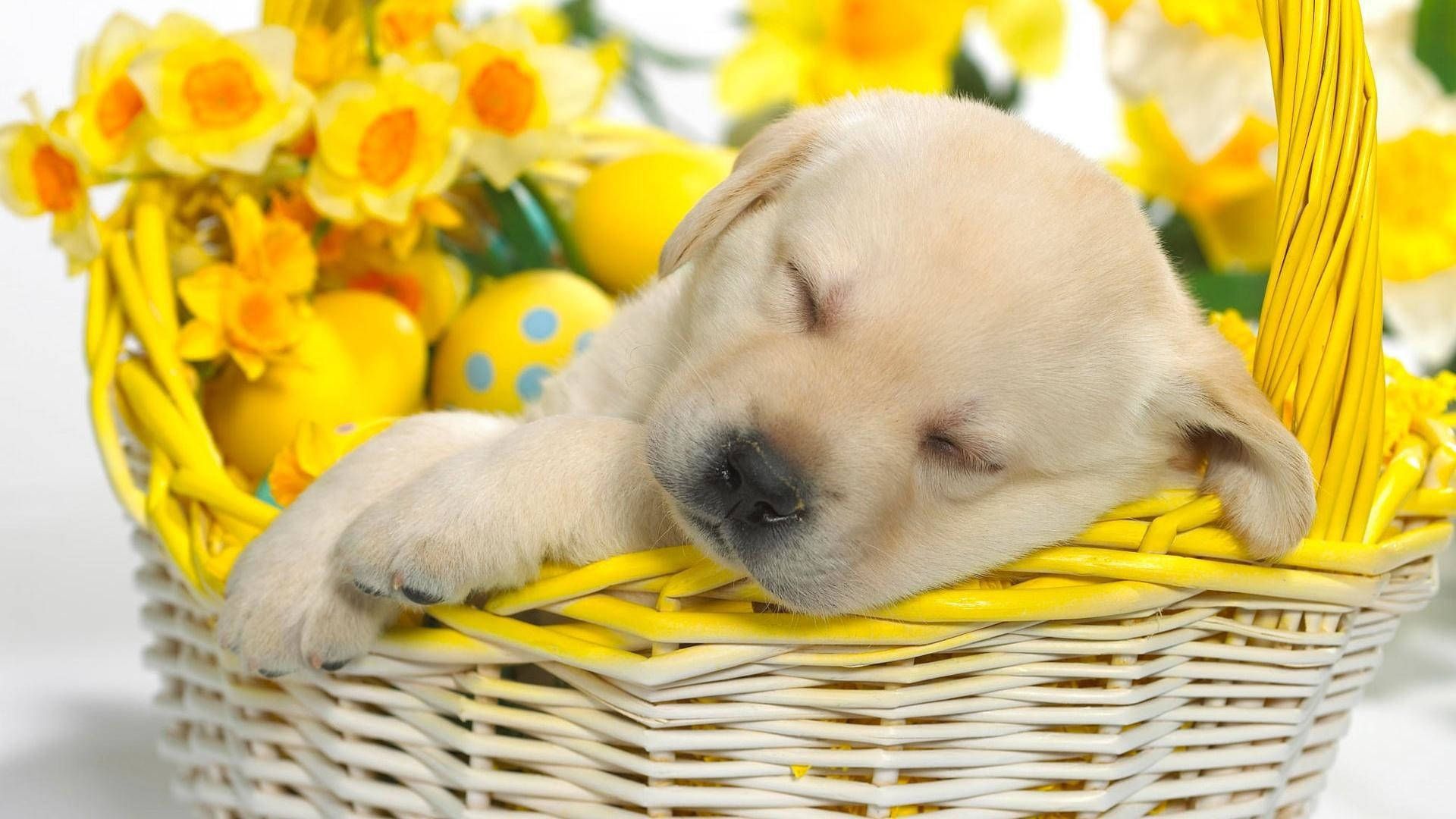 Basket of Puppies Wallpapers - 4k, HD Basket of Puppies Backgrounds on ...