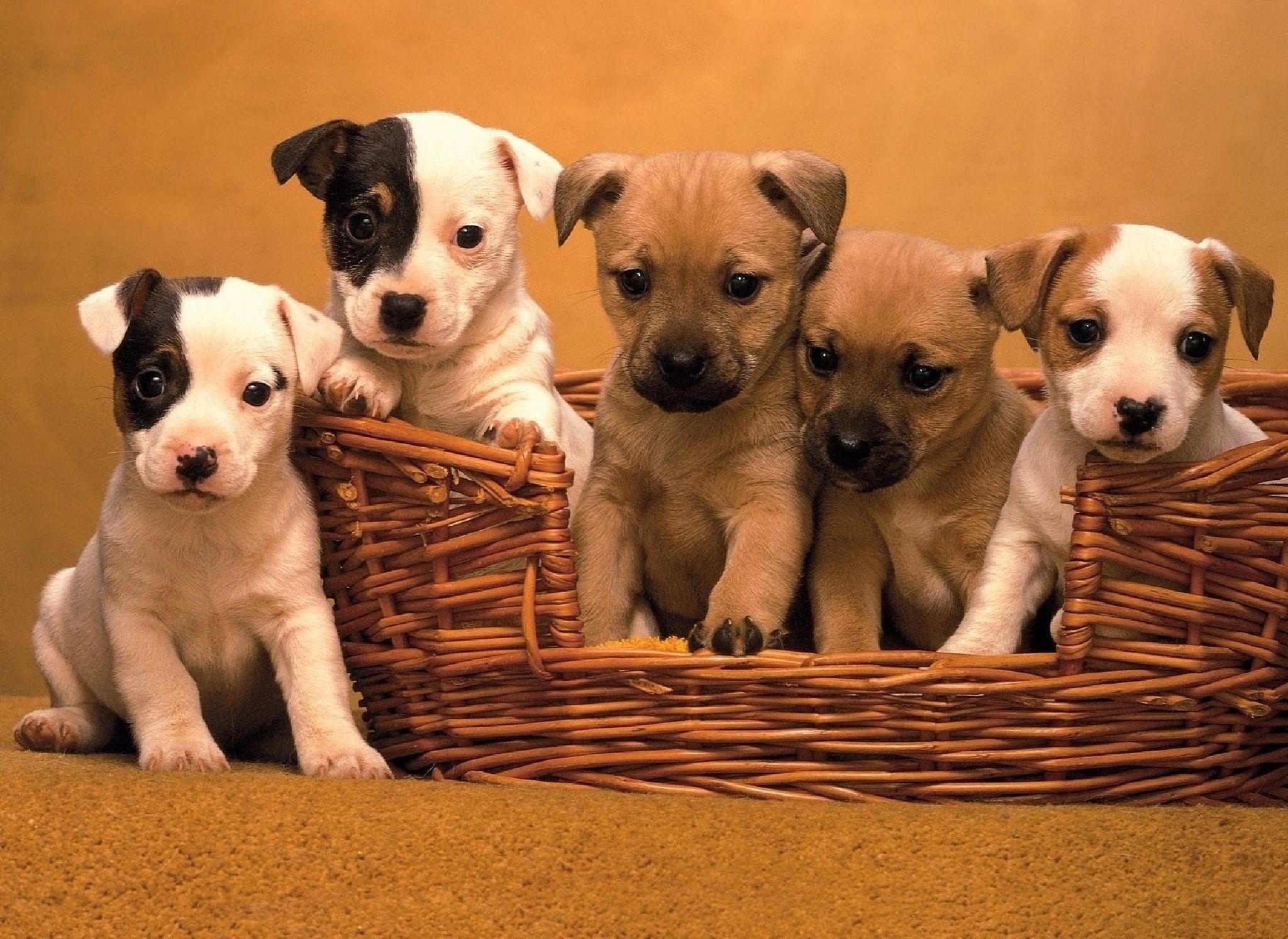 Basket of Puppies Wallpapers - 4k, HD Basket of Puppies Backgrounds on ...