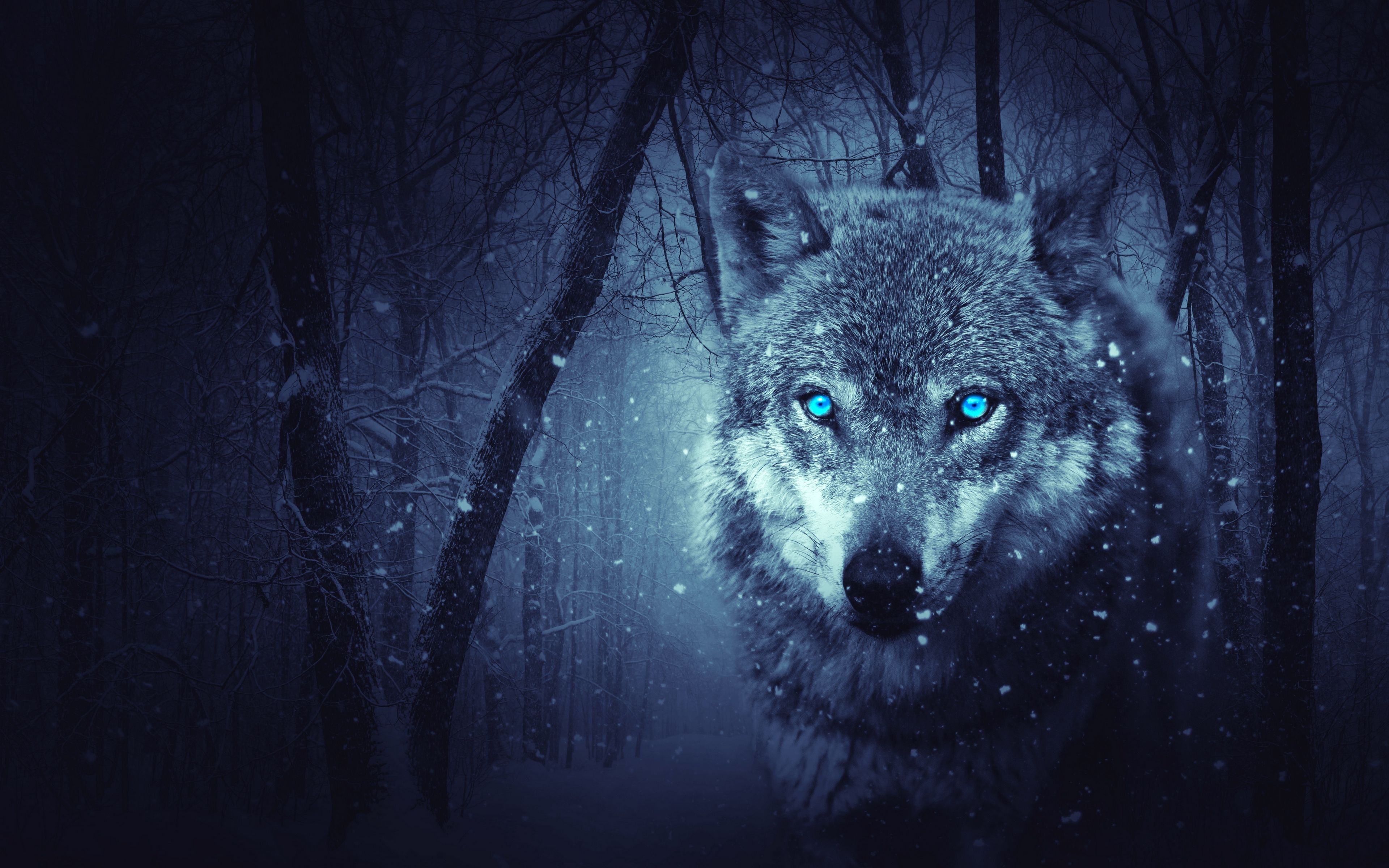 Wolf Nature Wallpapers - 4k, HD Wolf Nature Backgrounds on WallpaperBat