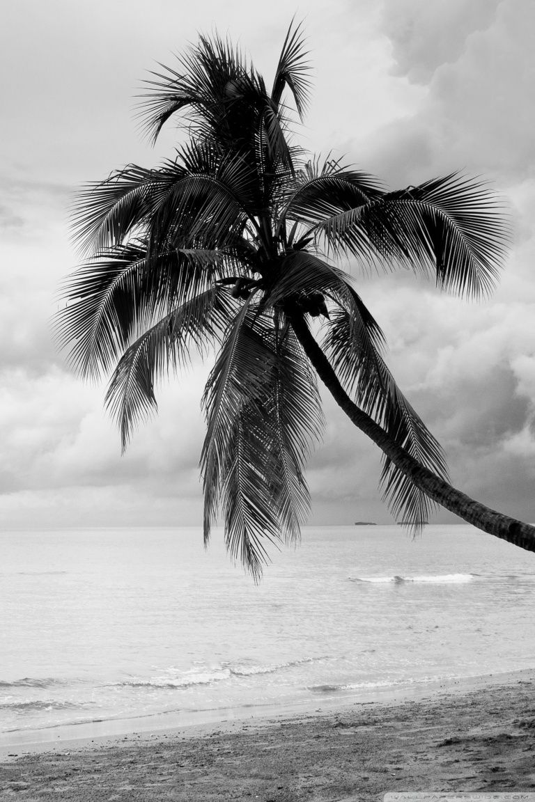 Black and White Tree Wallpapers - 4k, HD Black and White Tree ...