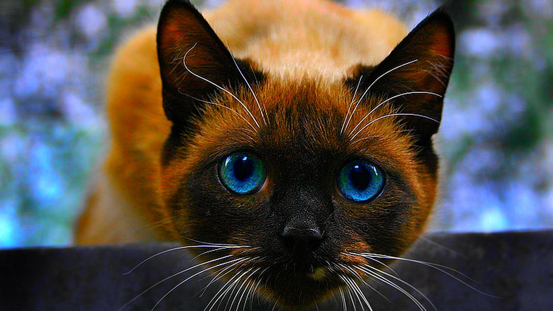 Siamese Cat Wallpapers.